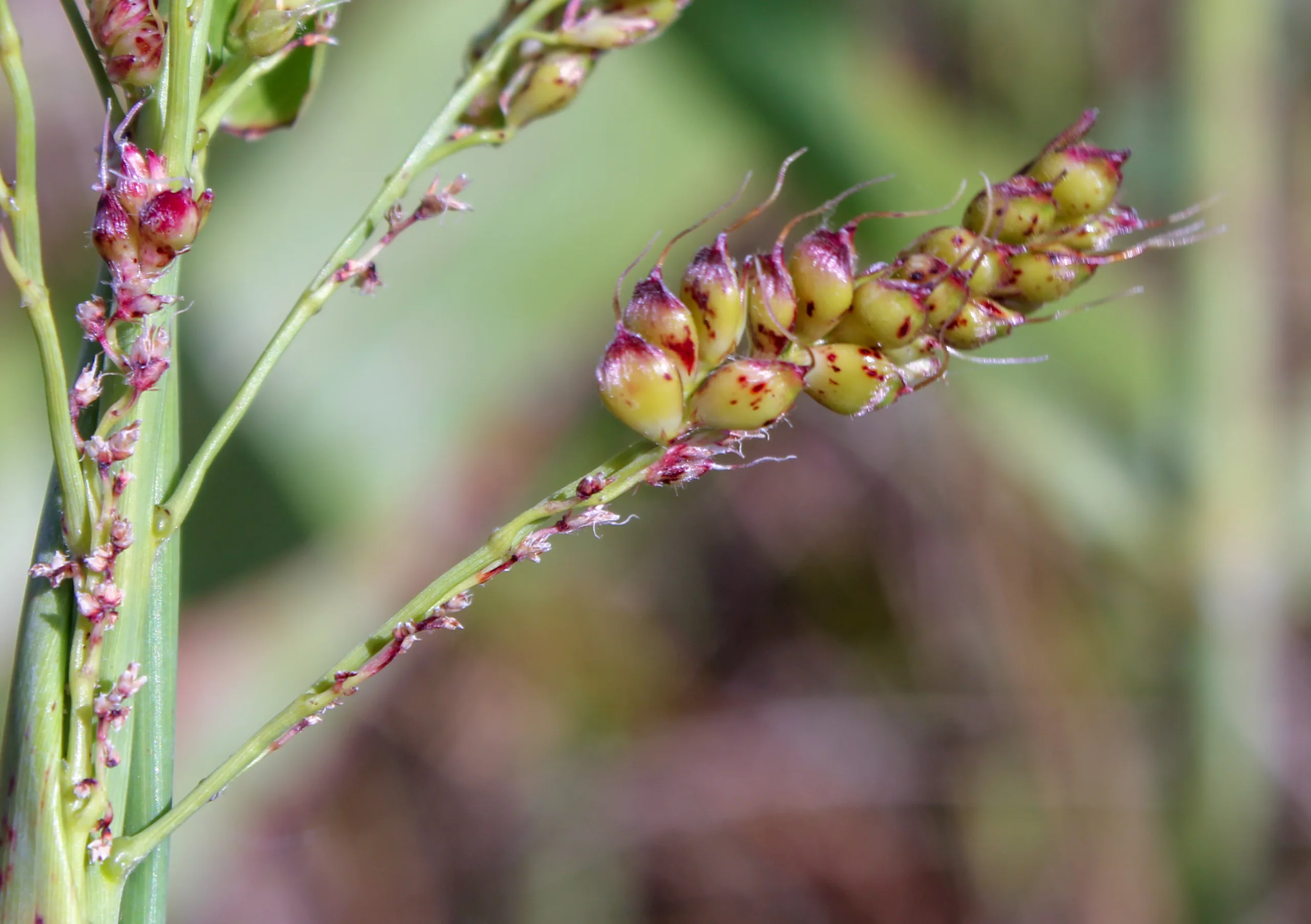 Sorghum bicolor
