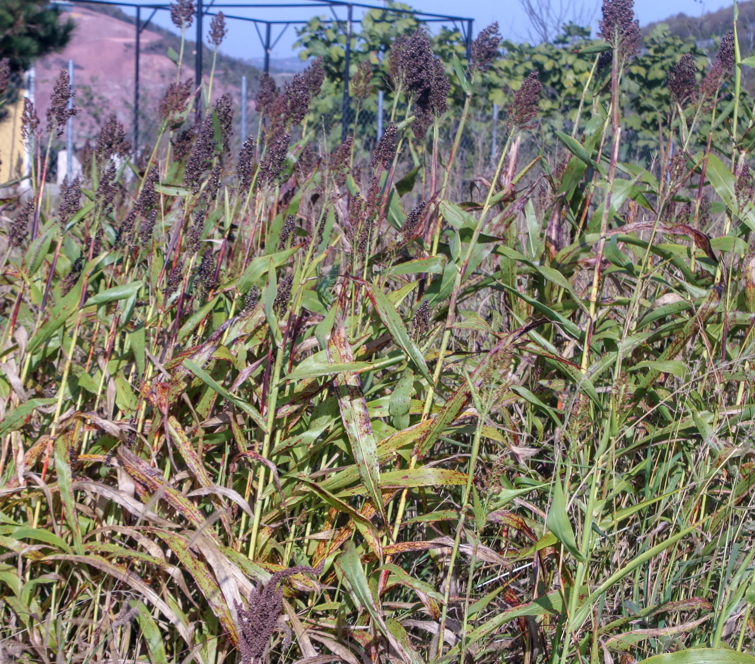 Sorghum bicolor