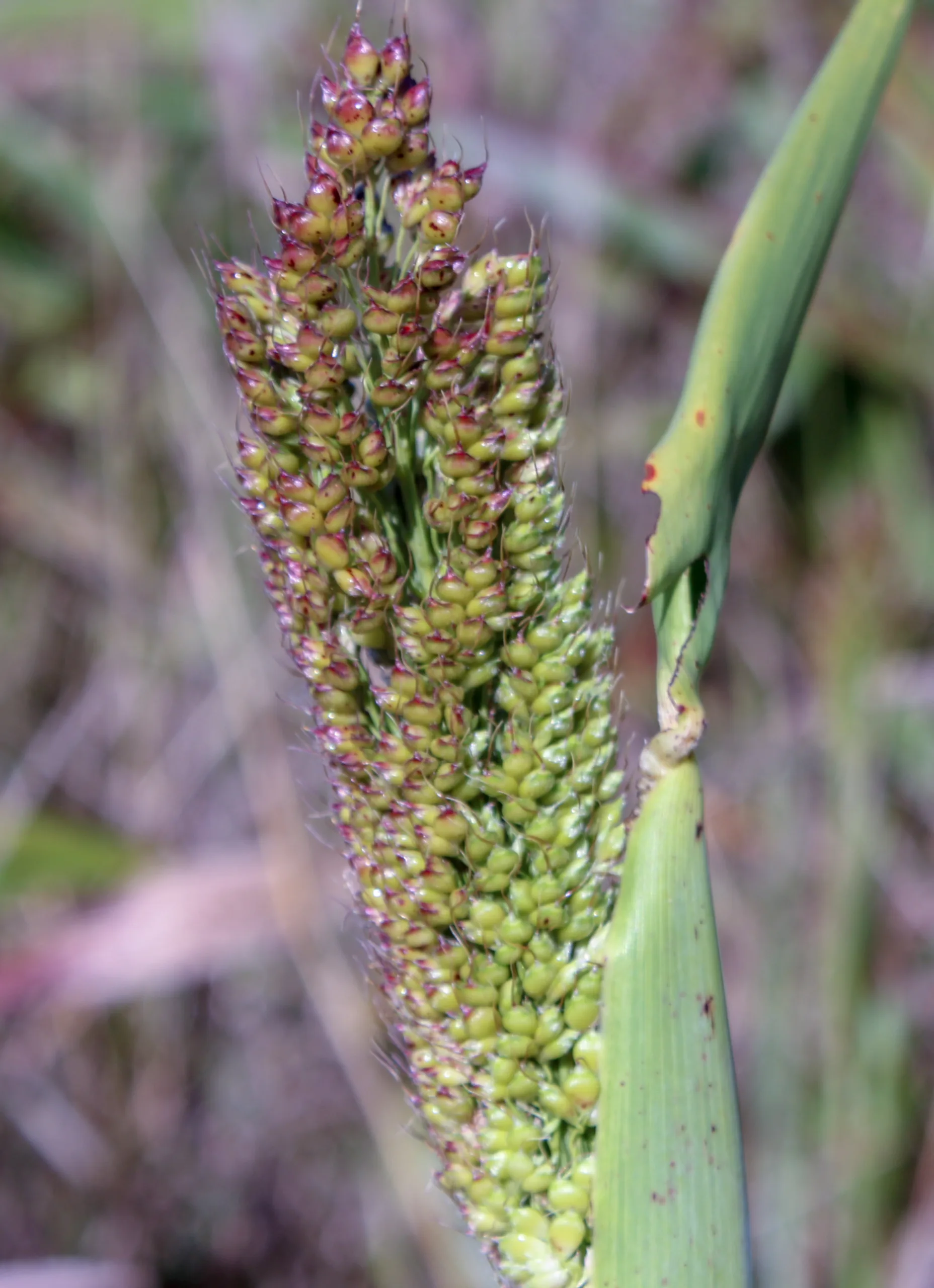 Sorghum bicolor