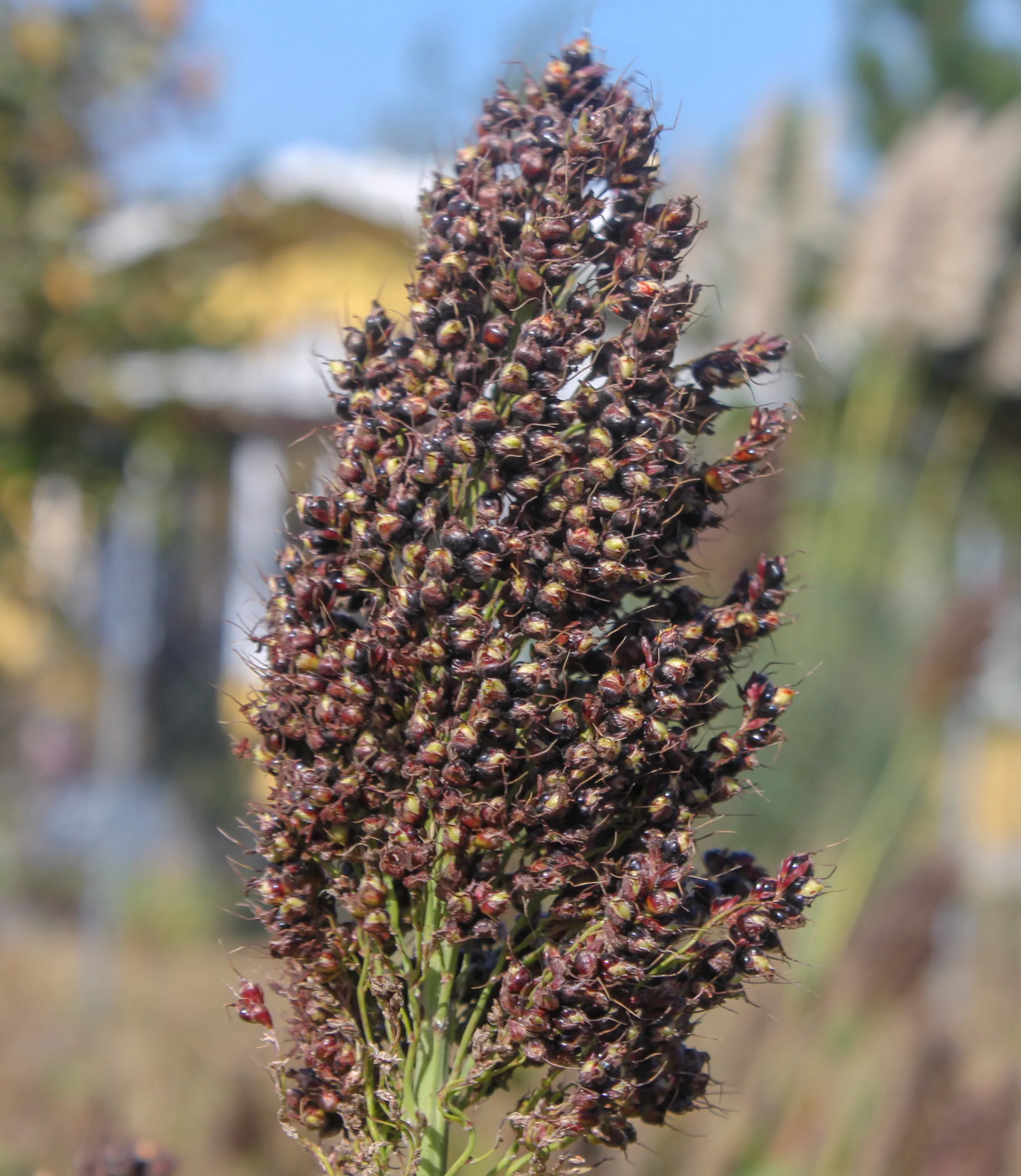 Sorghum bicolor