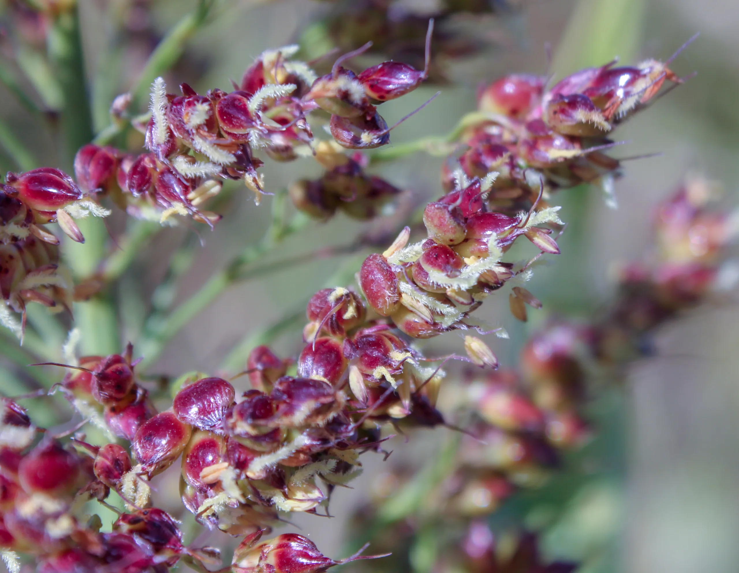 Sorghum bicolor