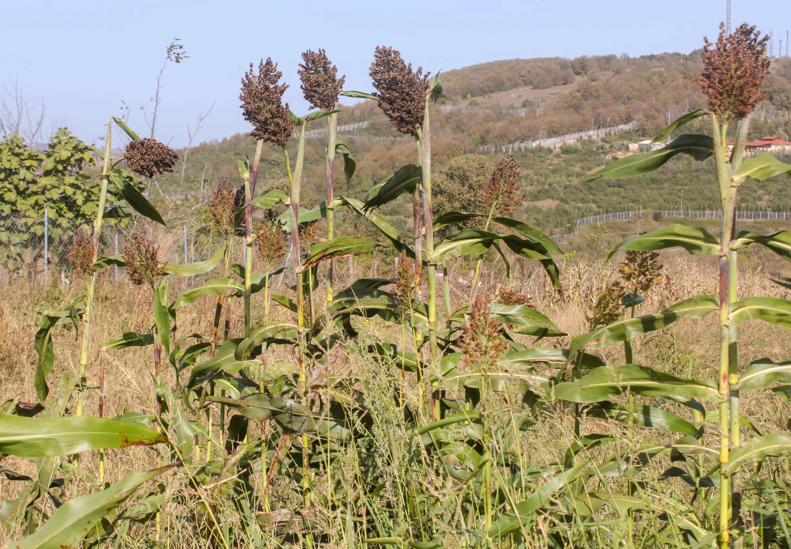 Sorghum bicolor
