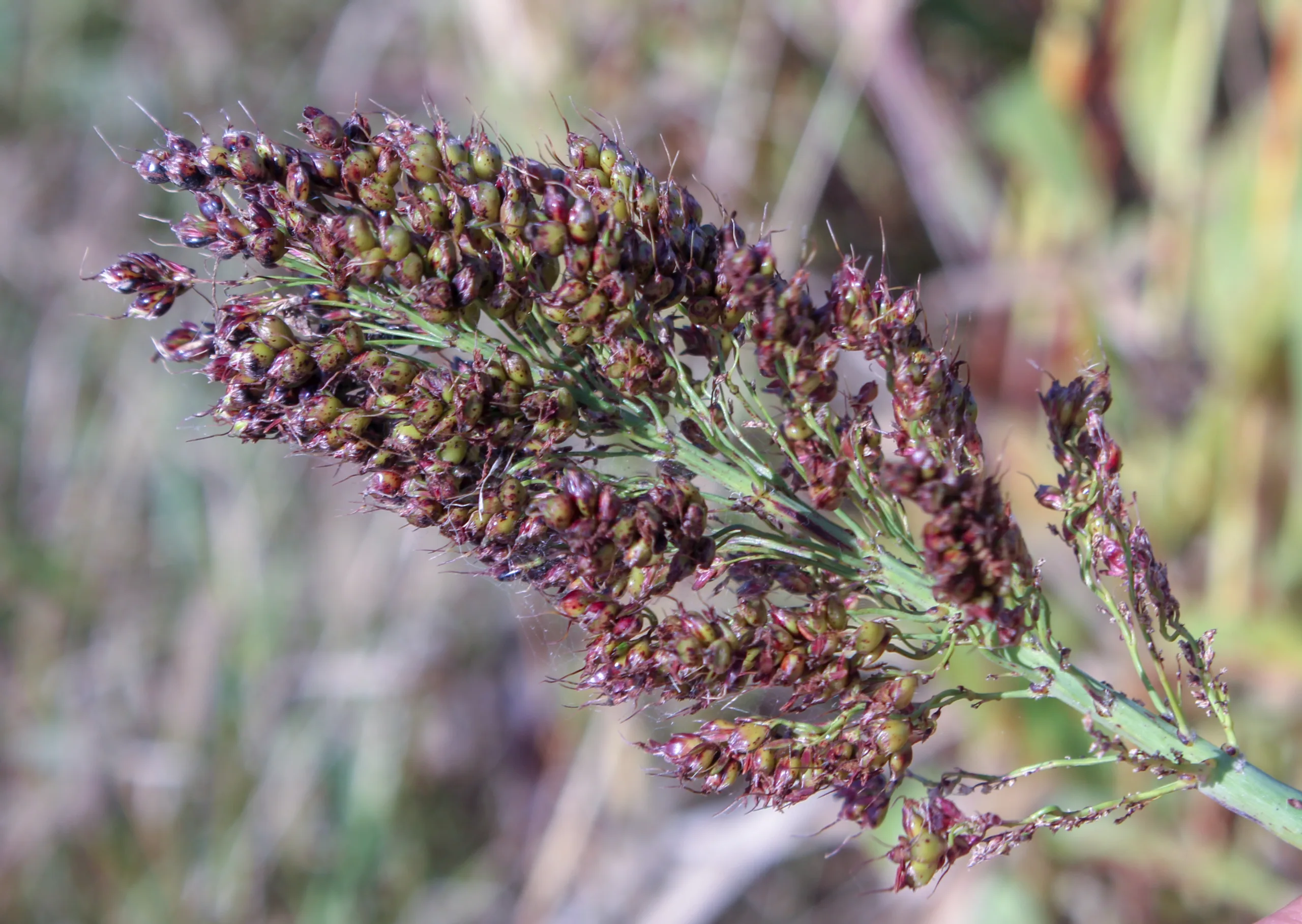 Sorghum bicolor
