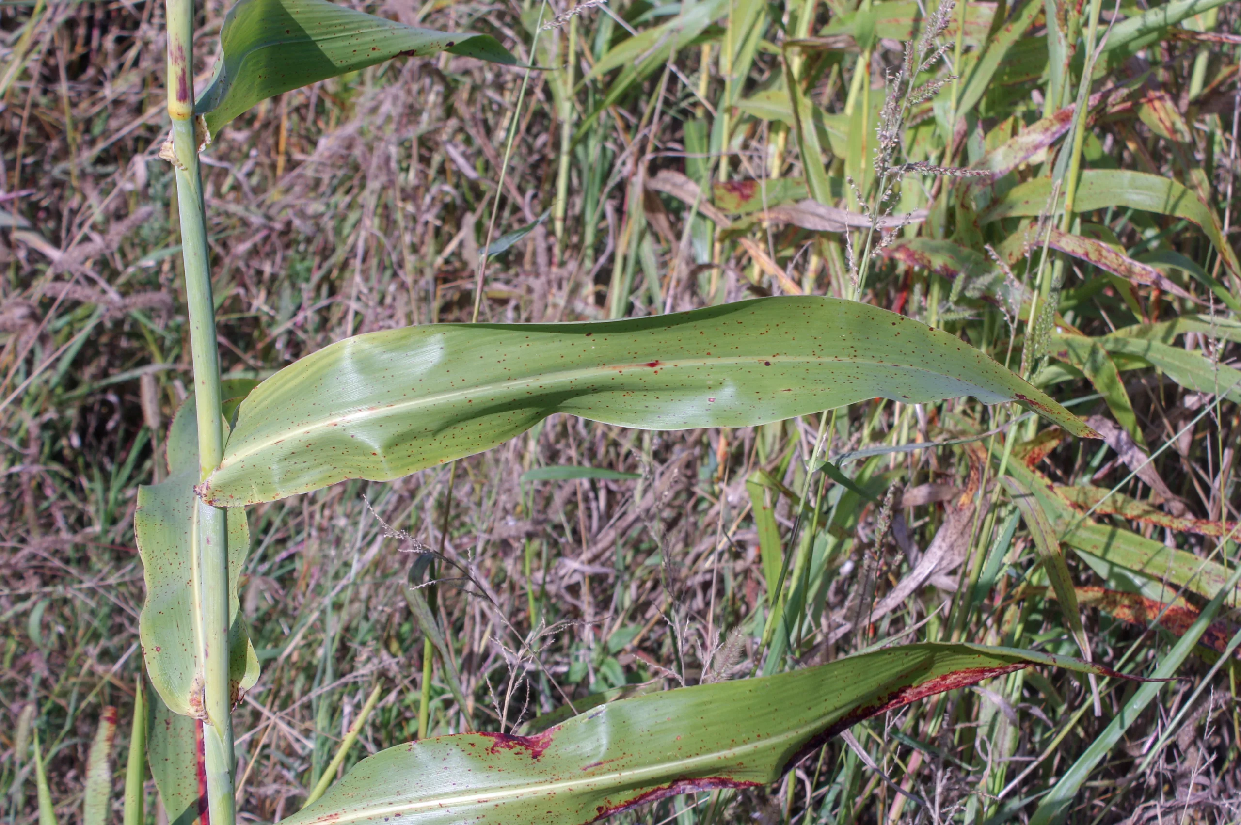 Sorghum bicolor