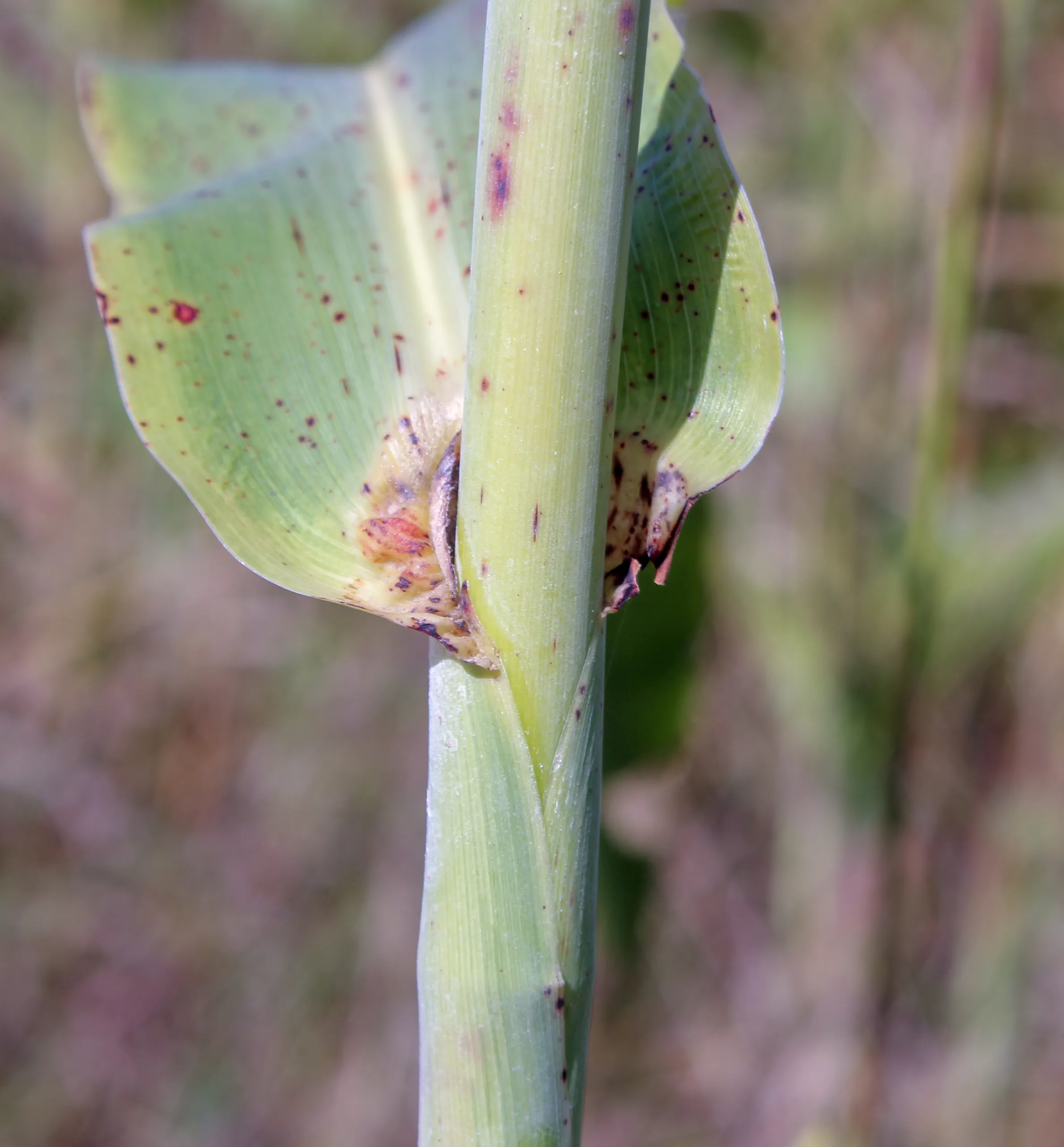 Sorghum bicolor