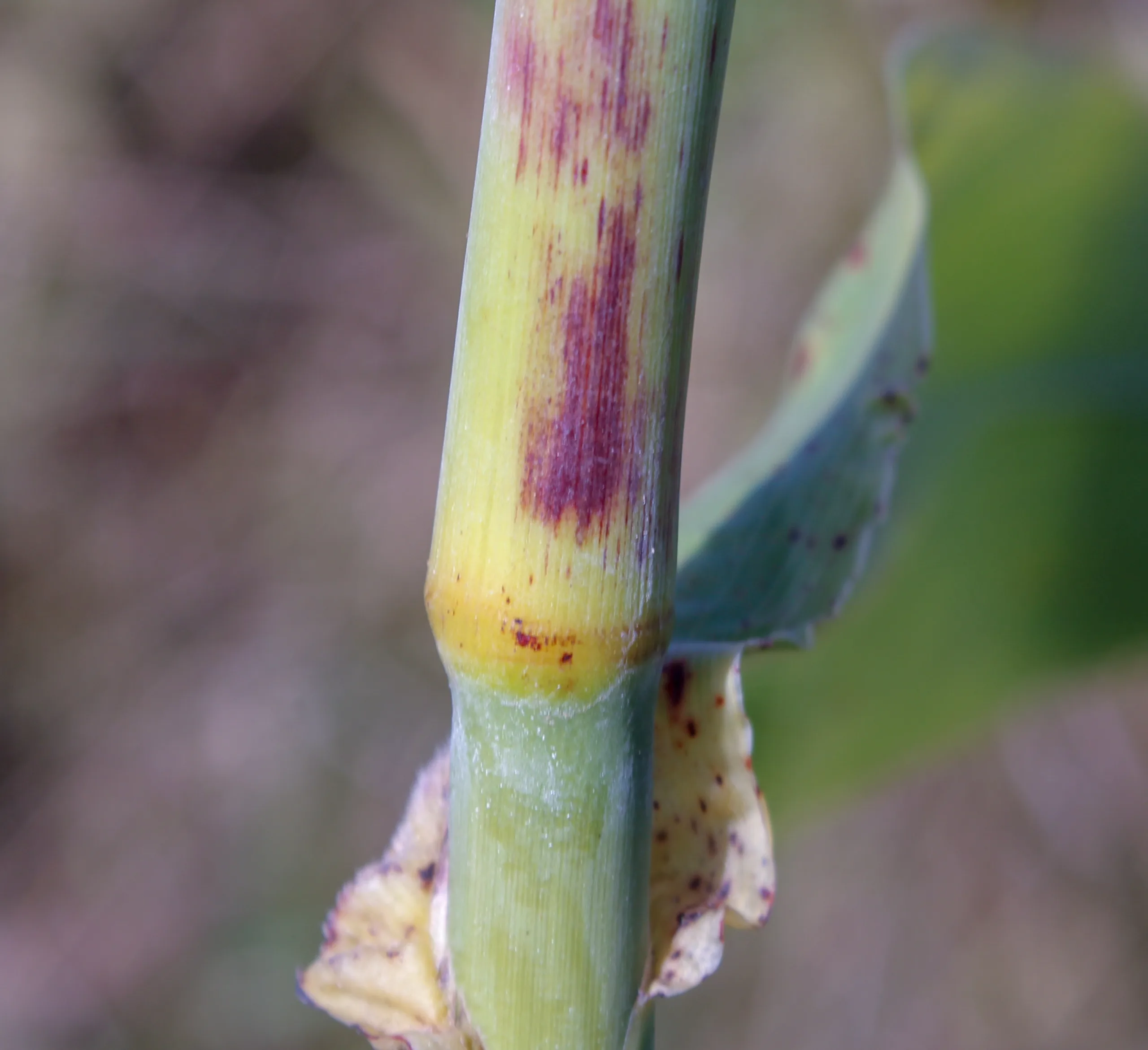 Sorghum bicolor