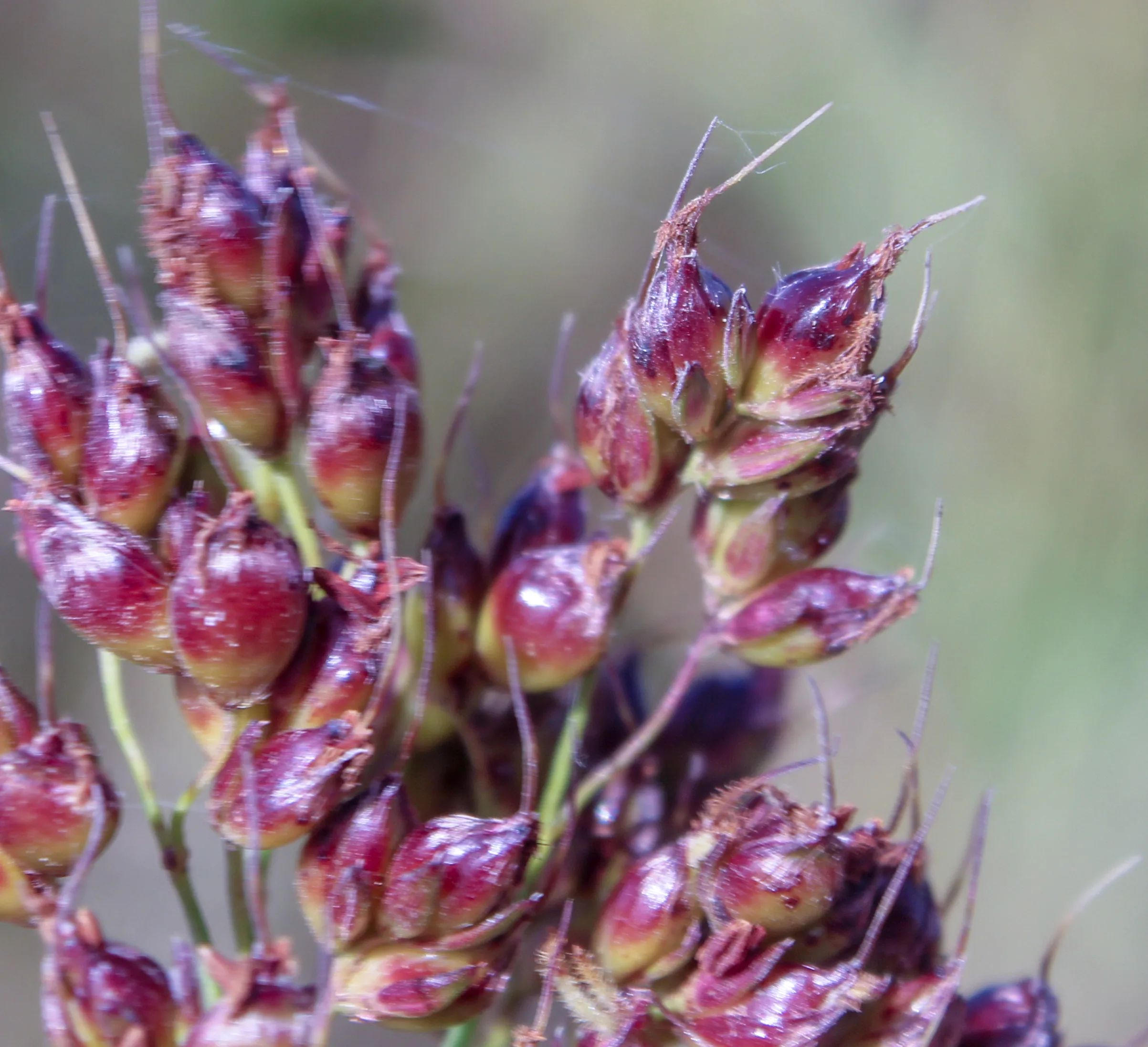 Sorghum bicolor