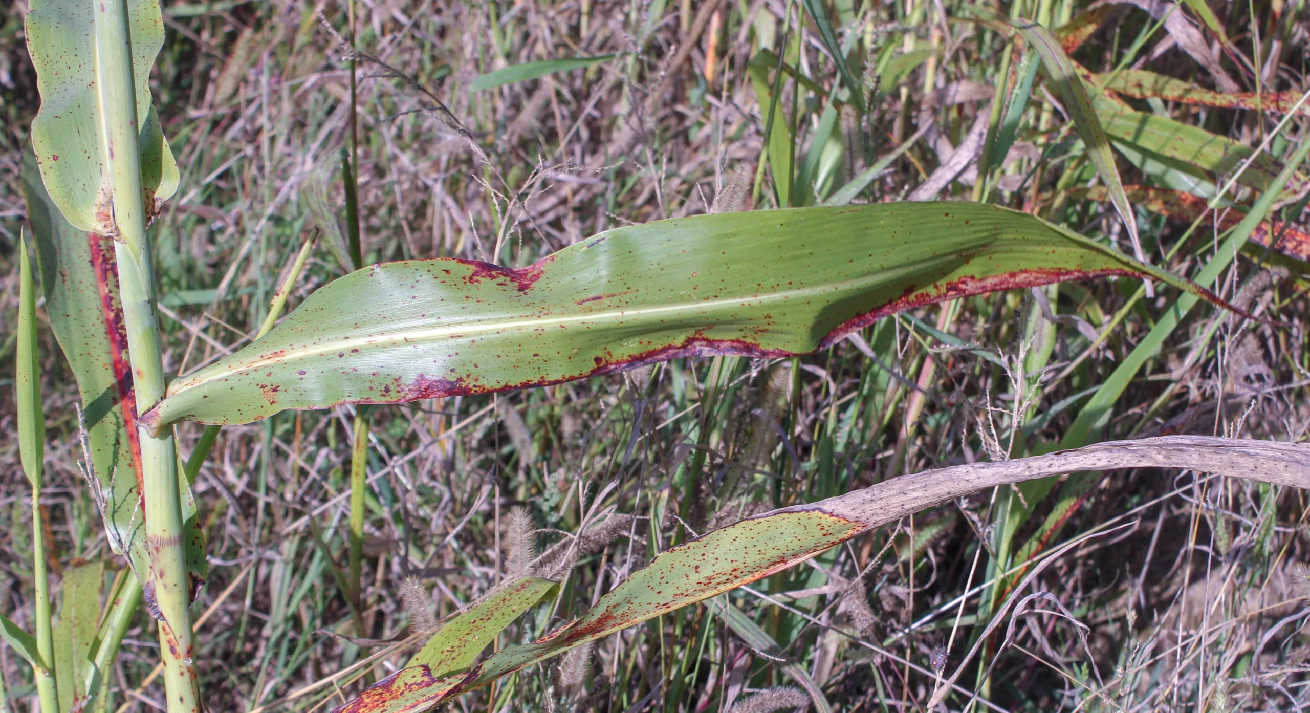 Sorghum bicolor