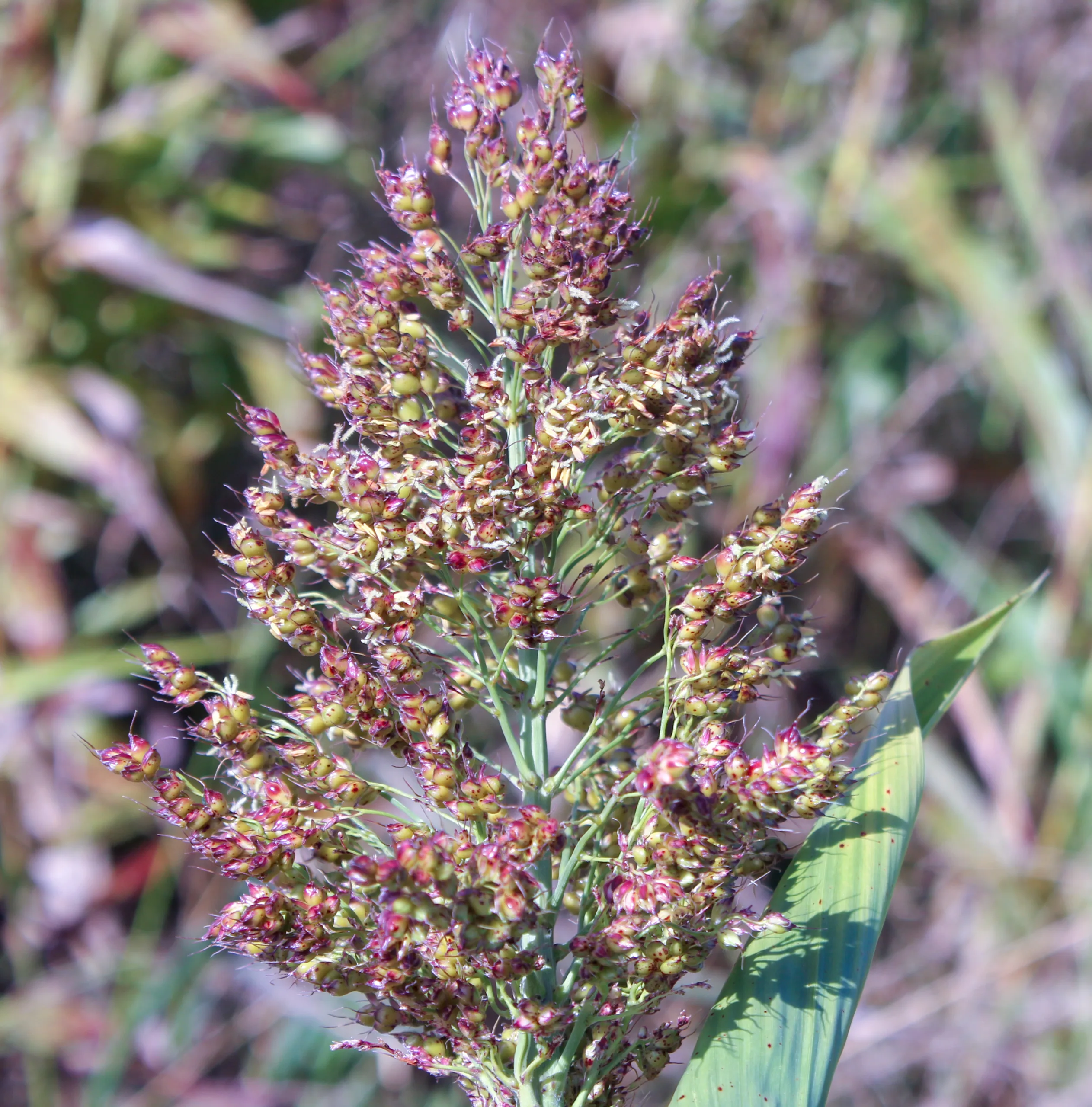 Sorghum bicolor