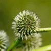 Sparganium erectum nothosubsp. oocarpum