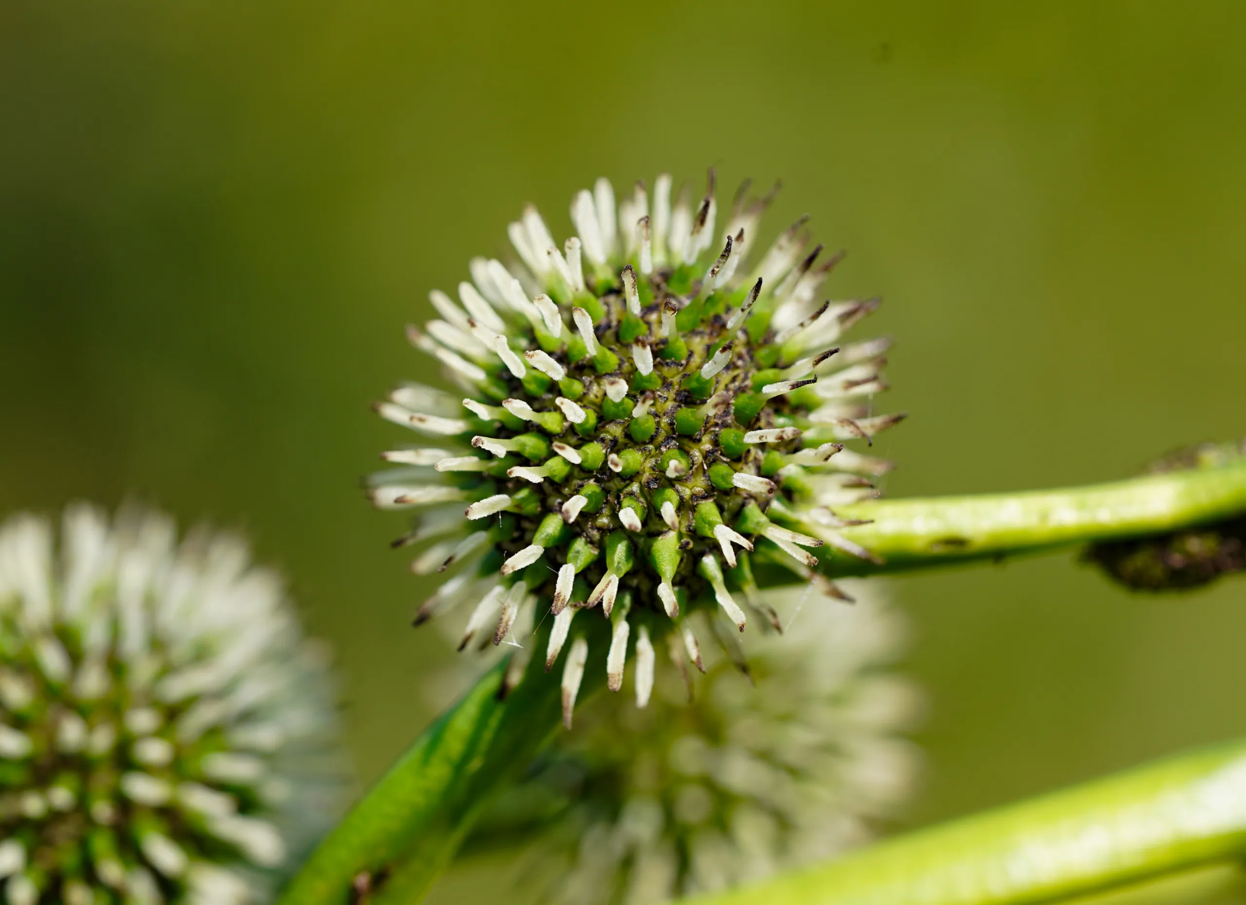 Sparganium (Kındıra)