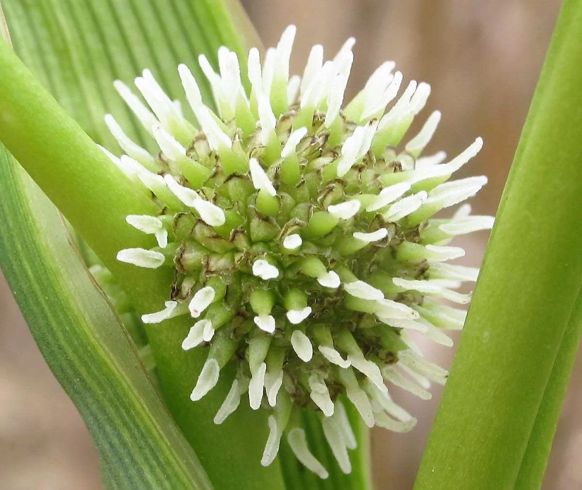 Sparganium erectum subsp. neglectum