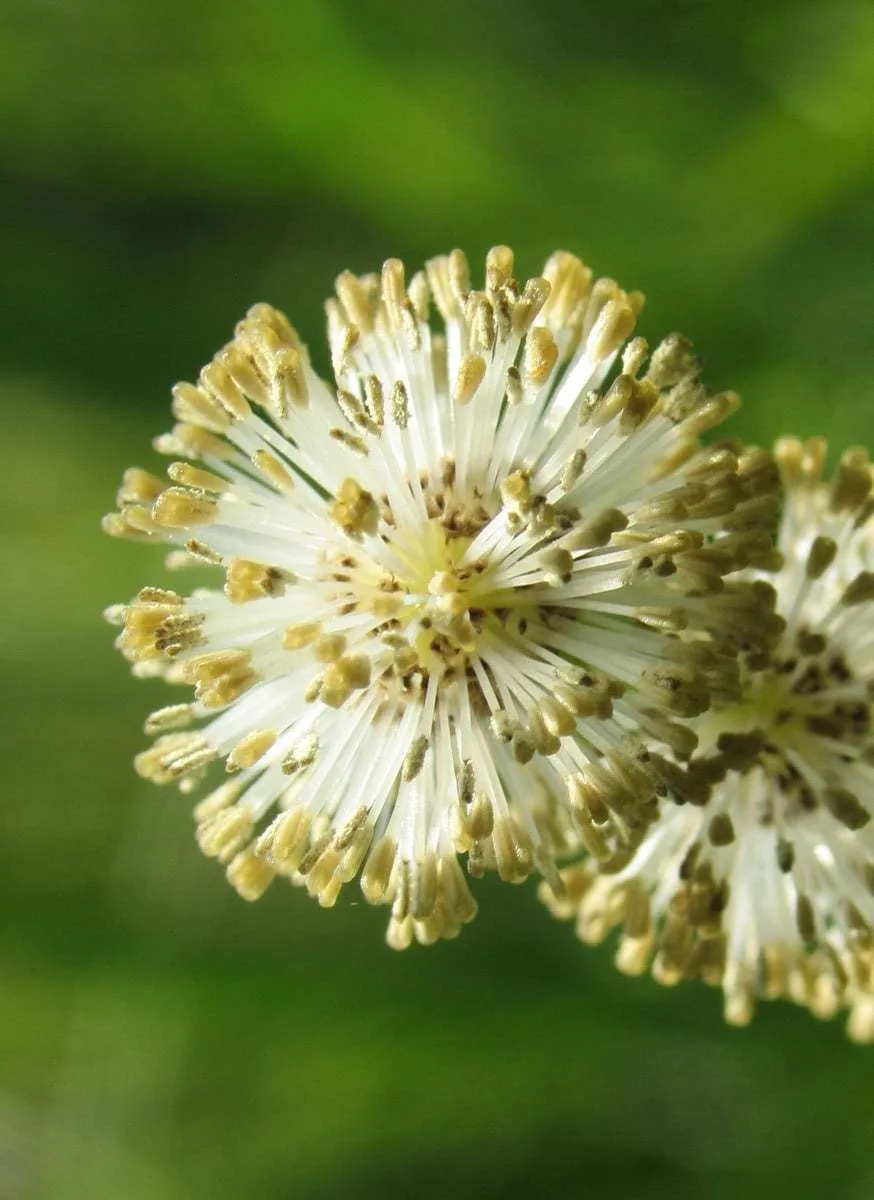 Sparganium erectum subsp. neglectum