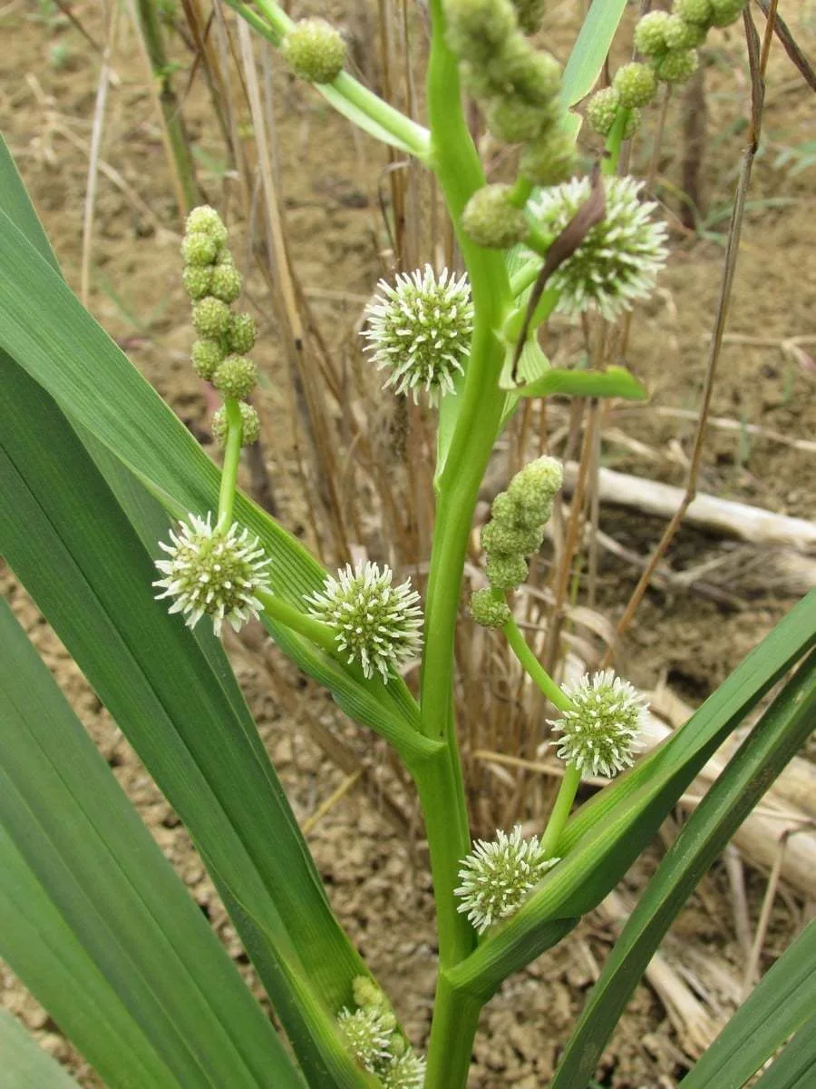 Sparganium erectum subsp. neglectum