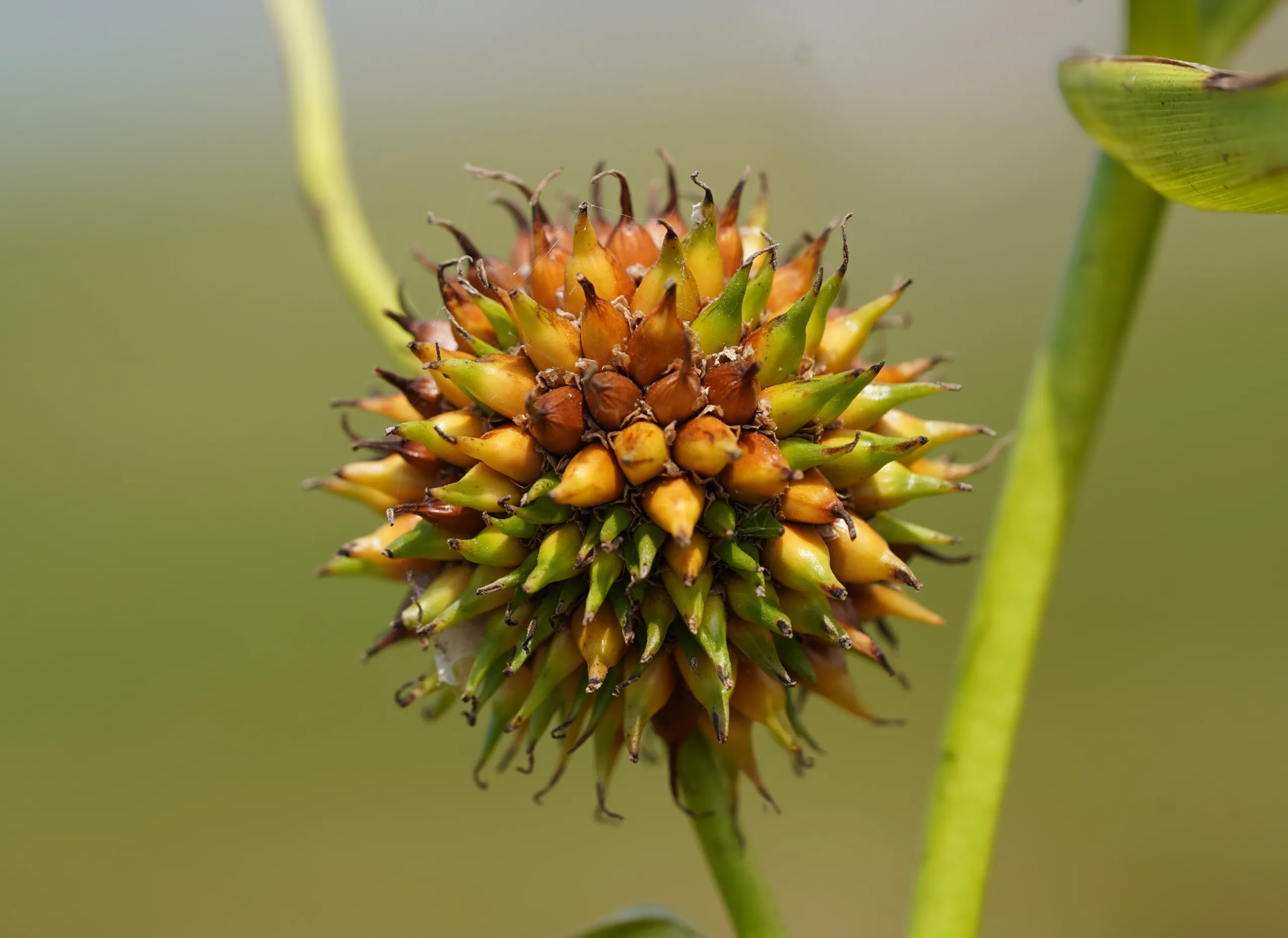 Sparganium erectum subsp. neglectum