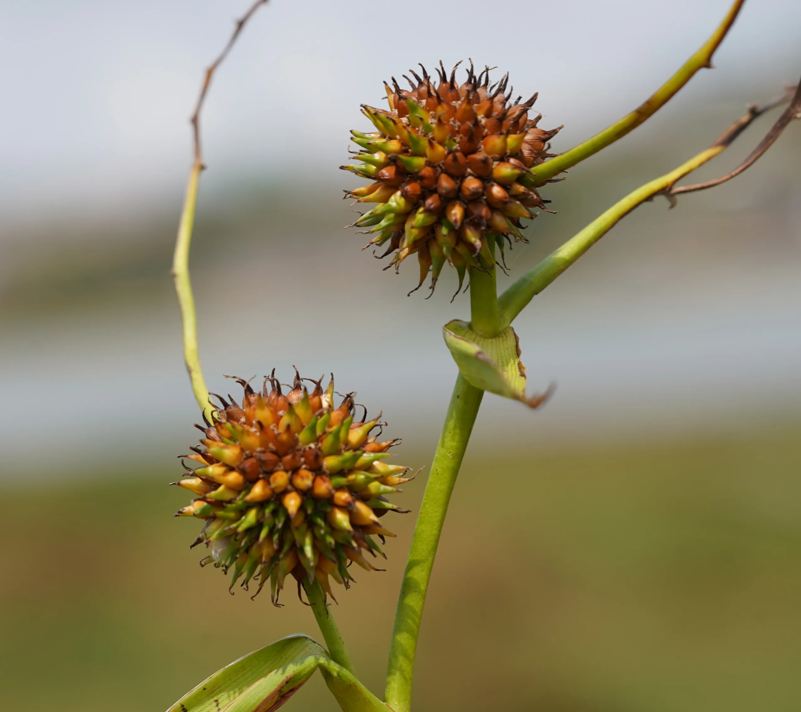 Sparganium erectum subsp. neglectum
