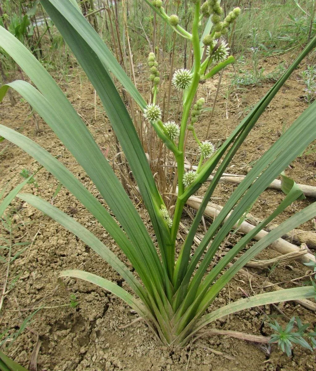 Sparganium erectum subsp. neglectum
