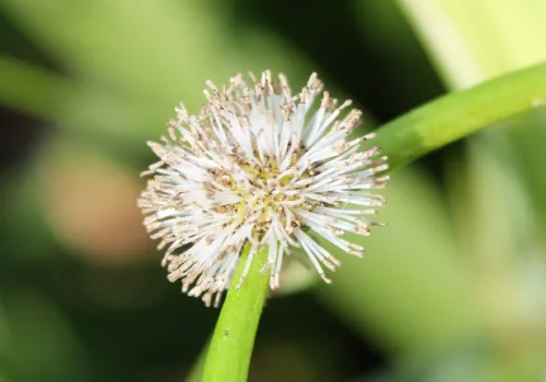 Sparganium erectum subsp. neglectum