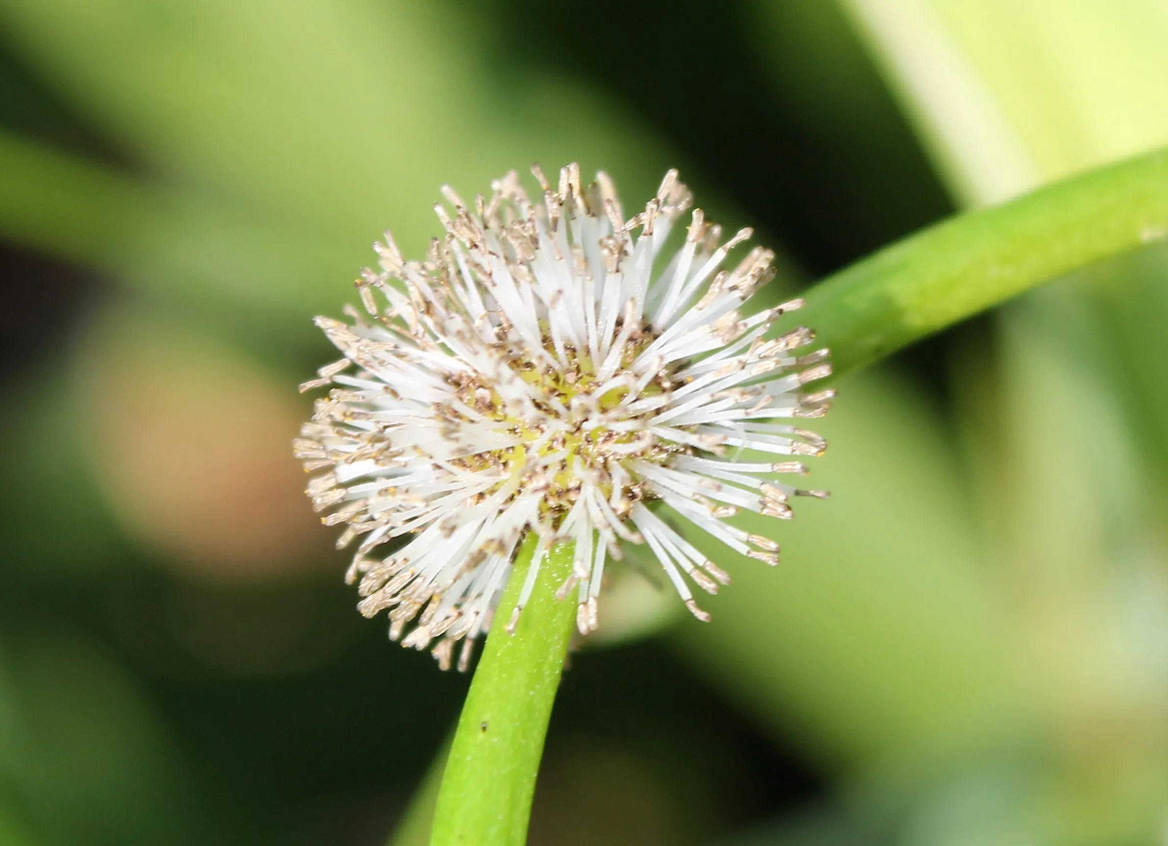 Sparganium erectum subsp. neglectum