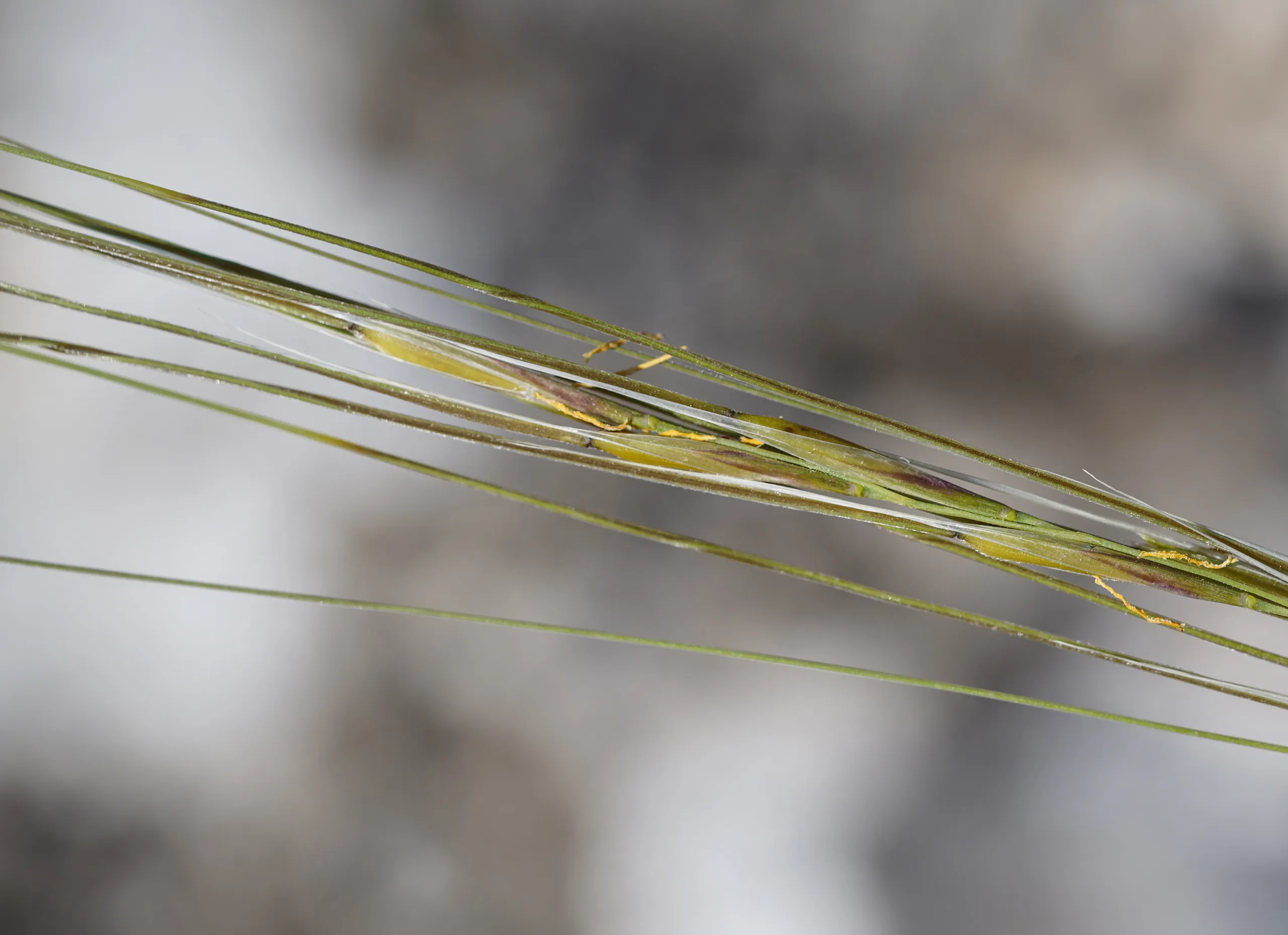 Stipa (Sorguçotu)