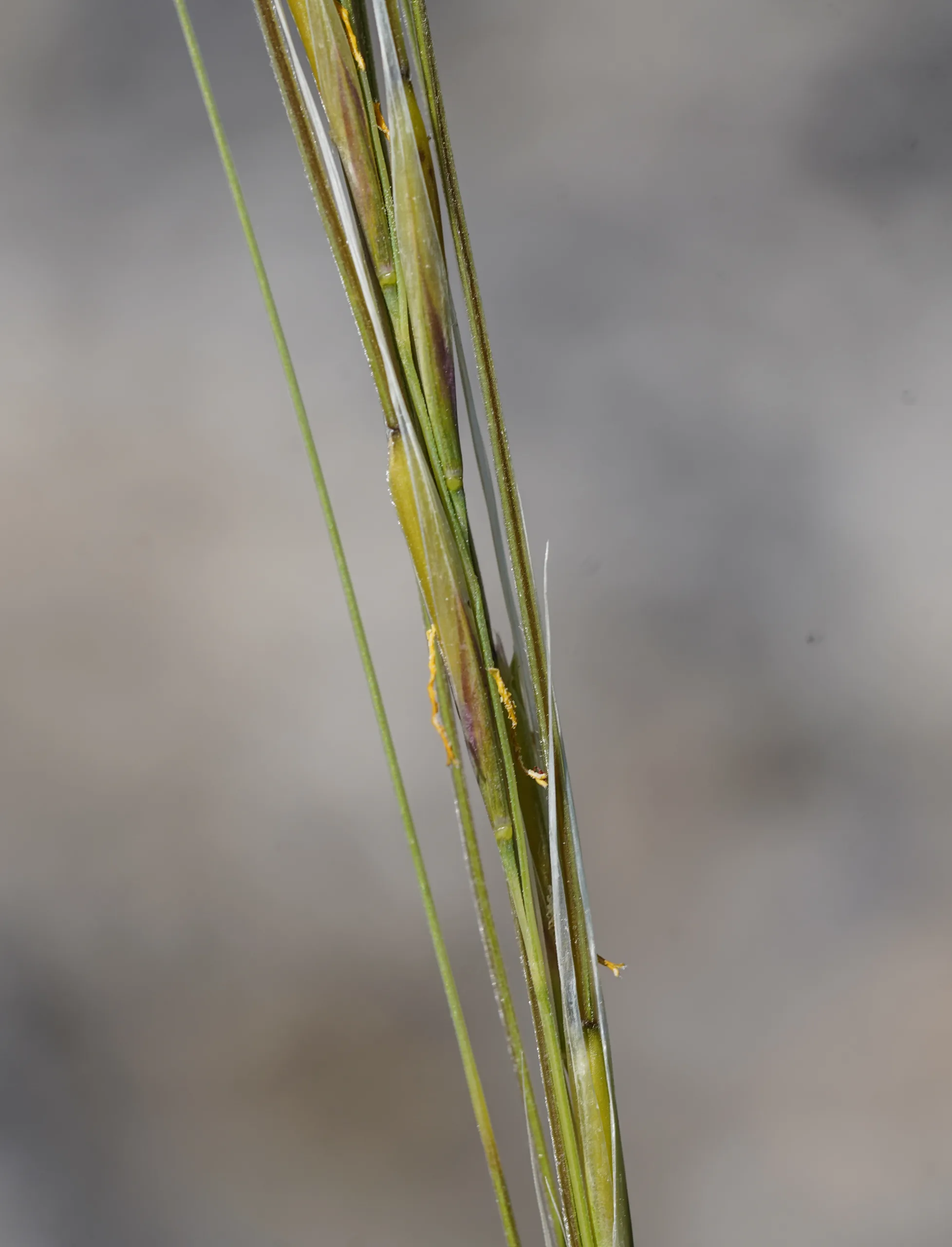 Stipa pulcherrima