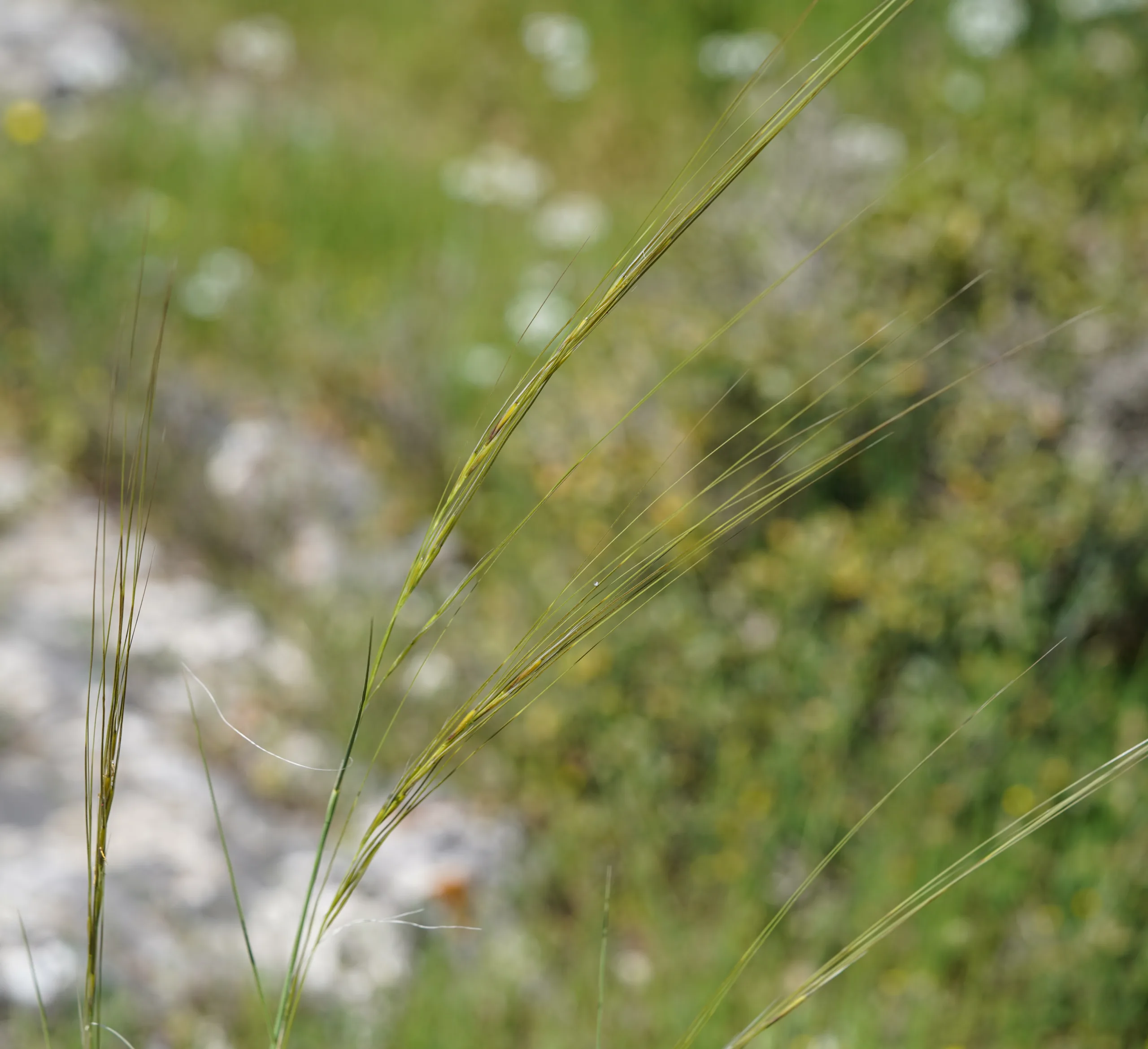 Stipa pulcherrima