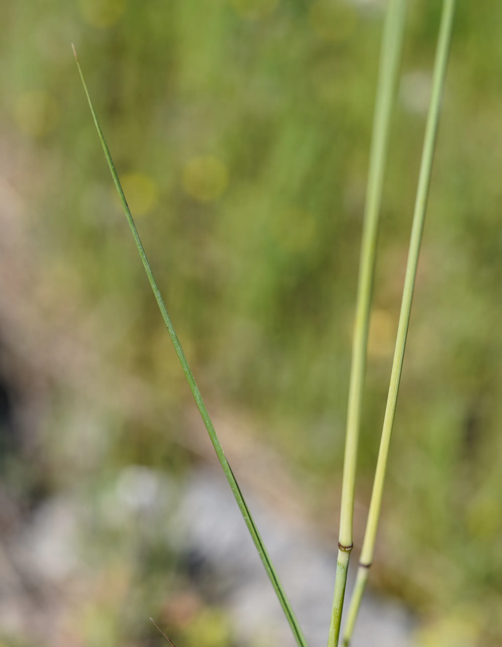 Stipa pulcherrima