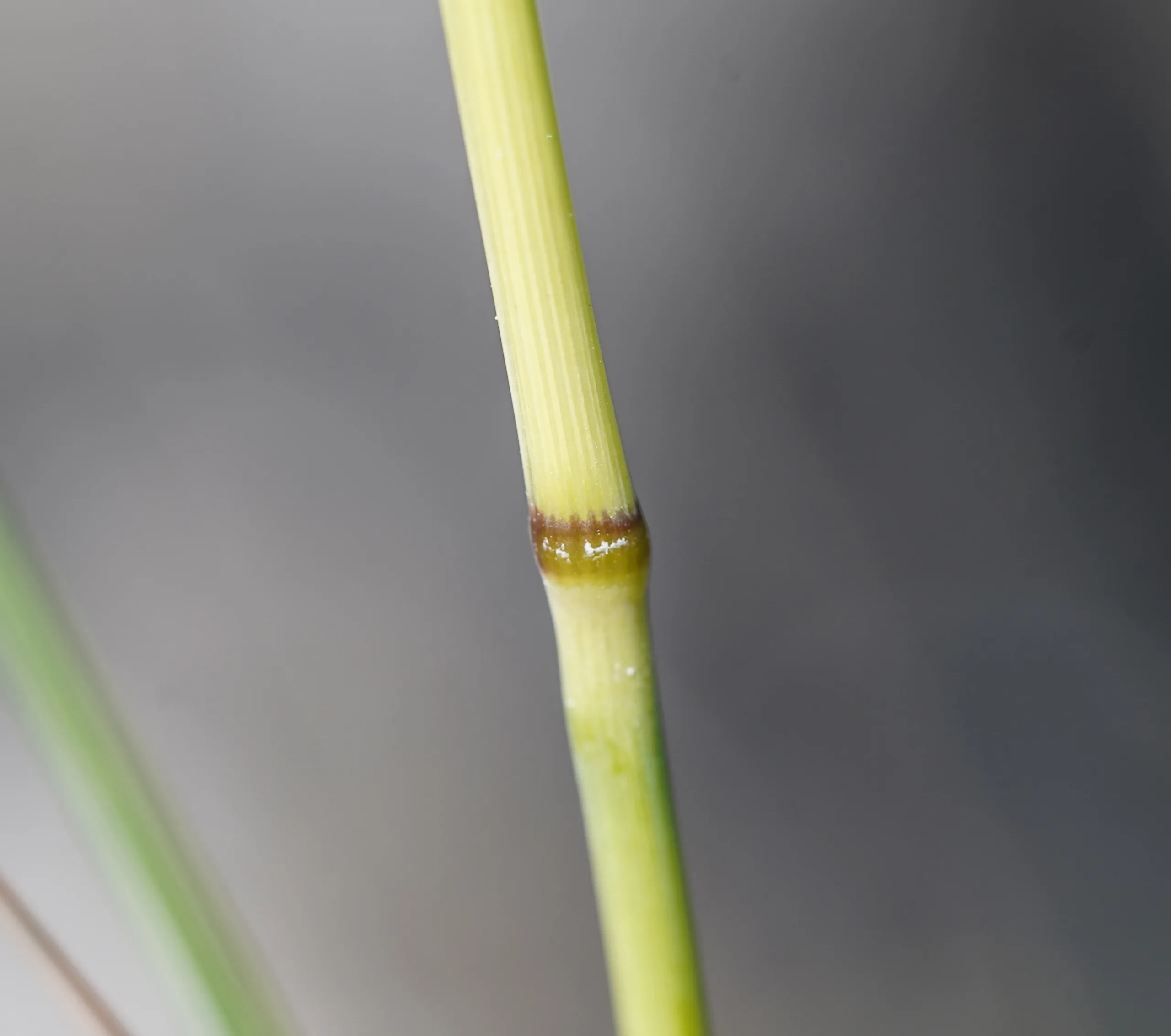 Stipa pulcherrima