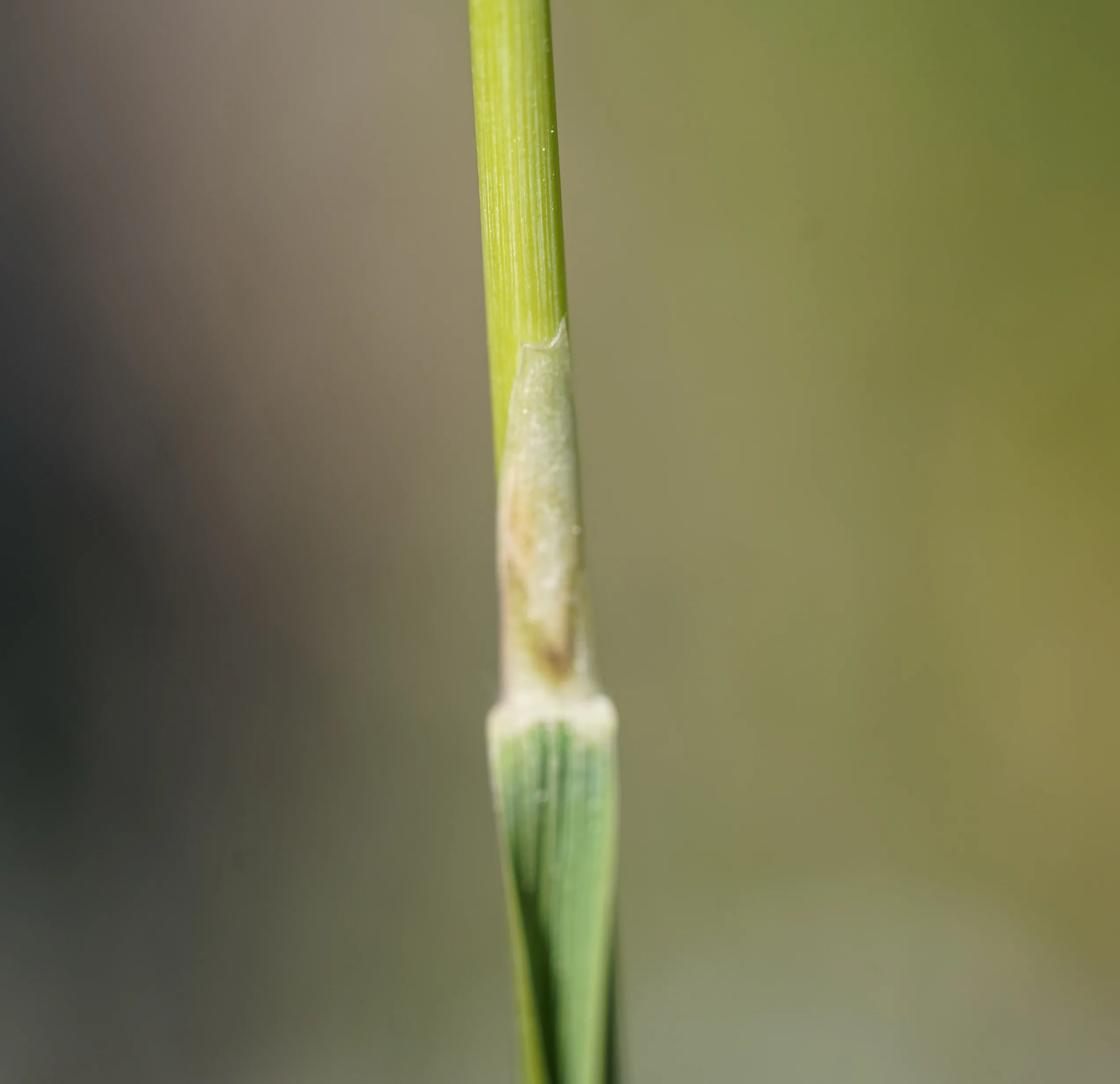Stipa pulcherrima