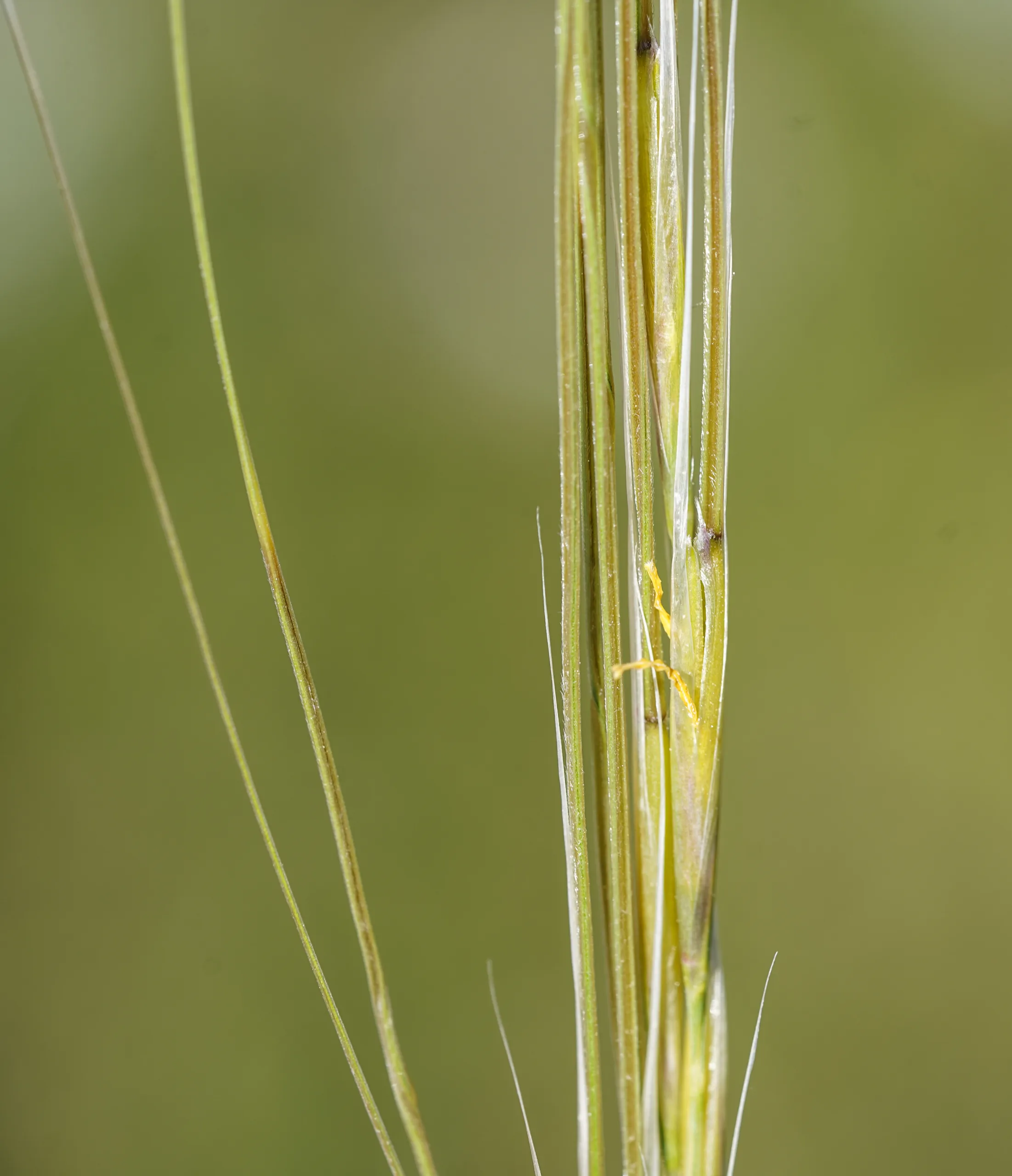 Stipa pulcherrima