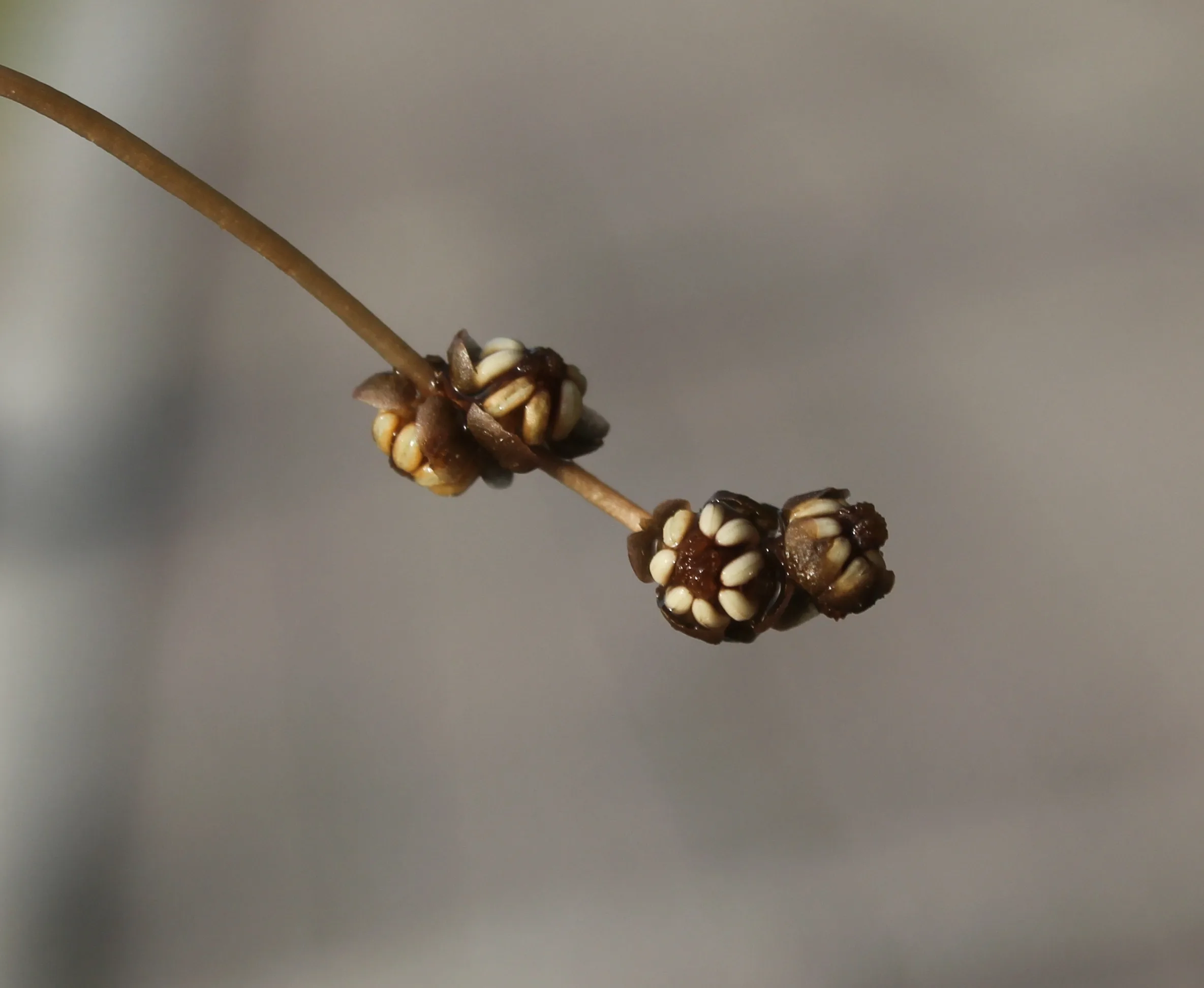Stuckenia pectinata (Su tarağı)