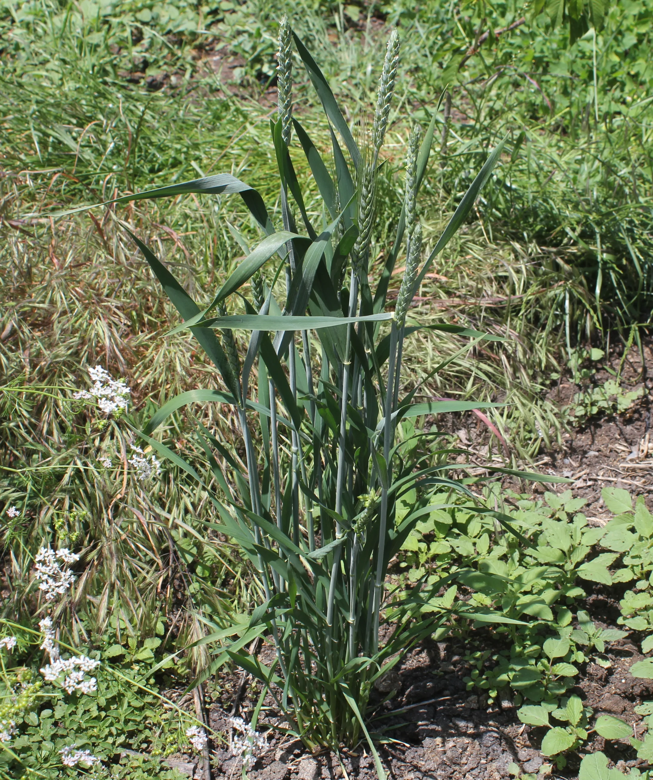 Triticum aestivum