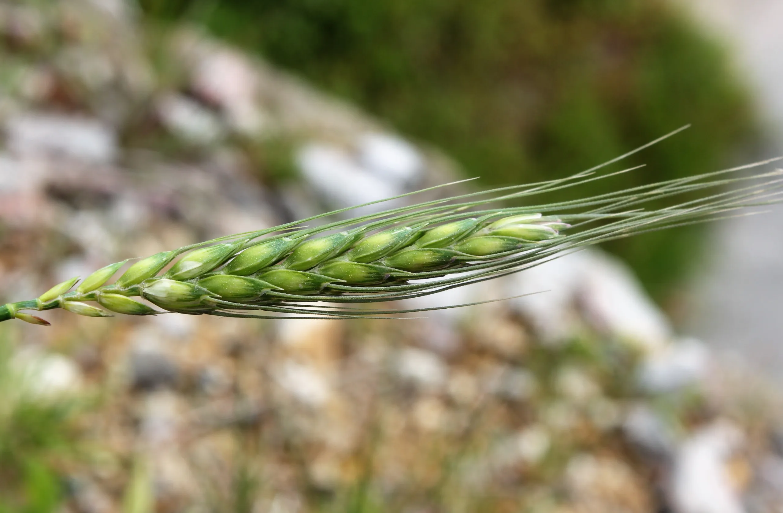 Triticum aestivum