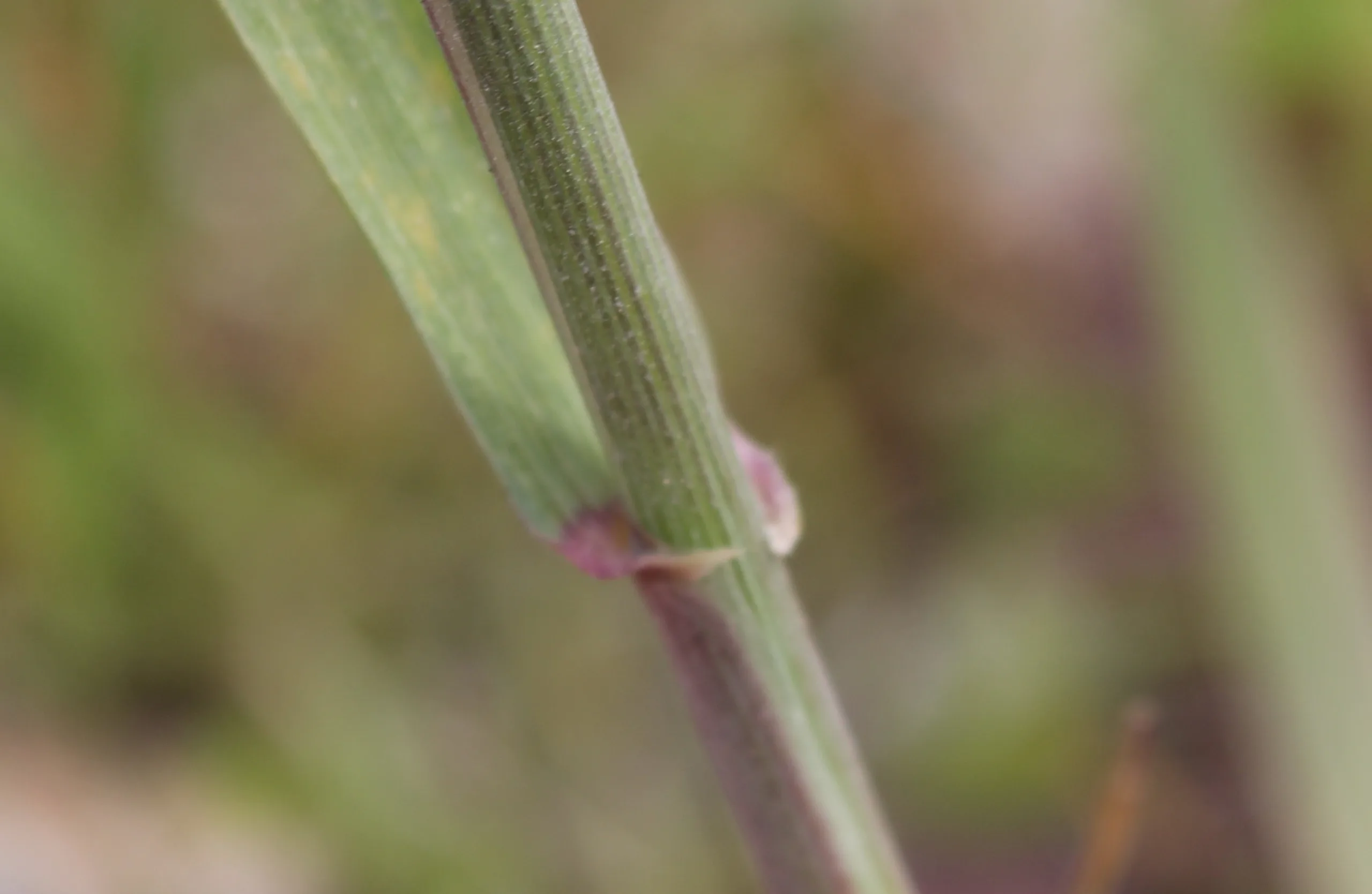 Triticum aestivum
