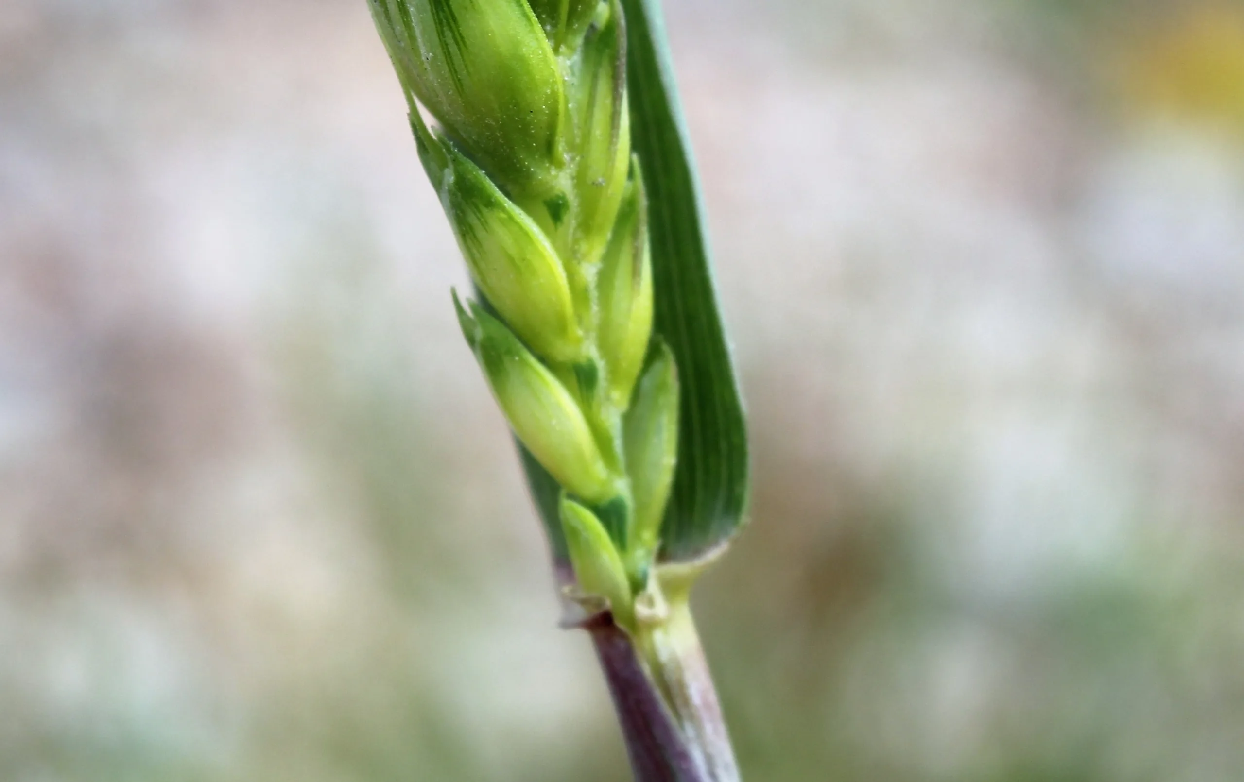 Triticum aestivum