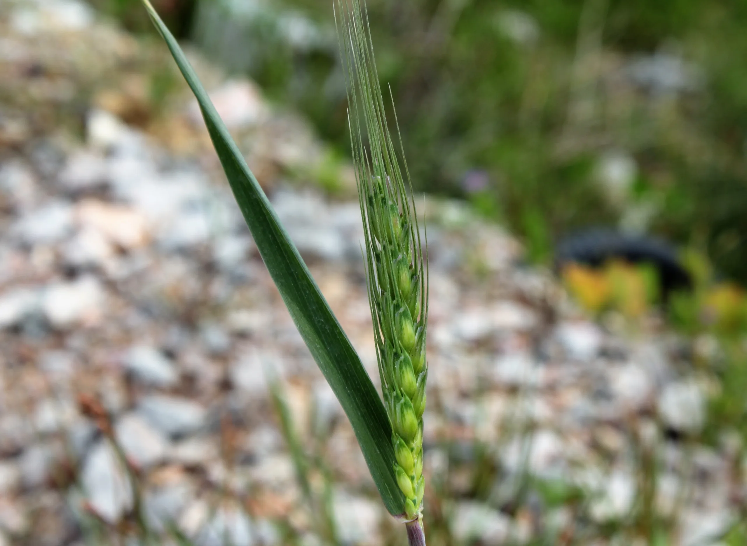 Triticum aestivum