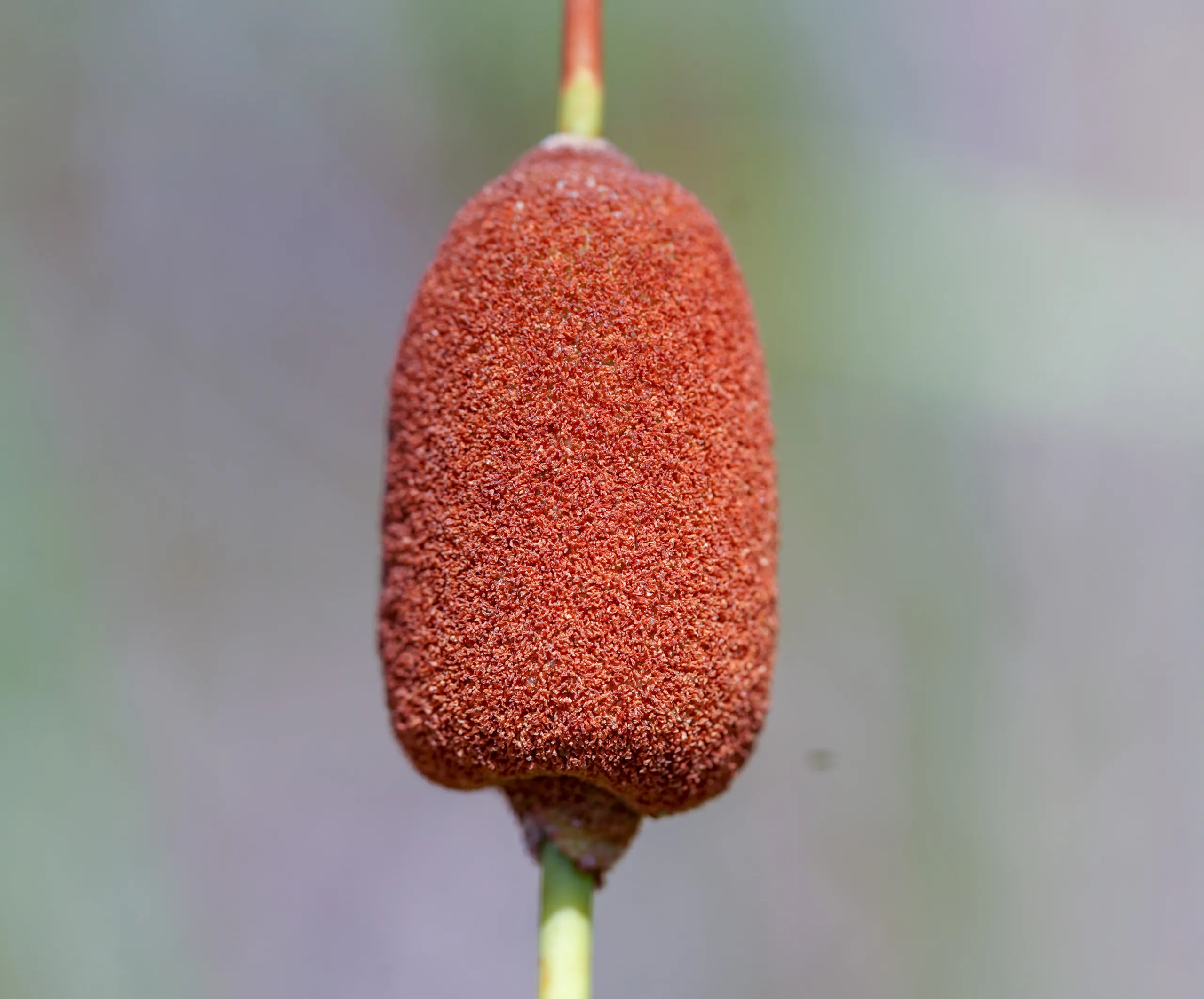 Typha (Saz)