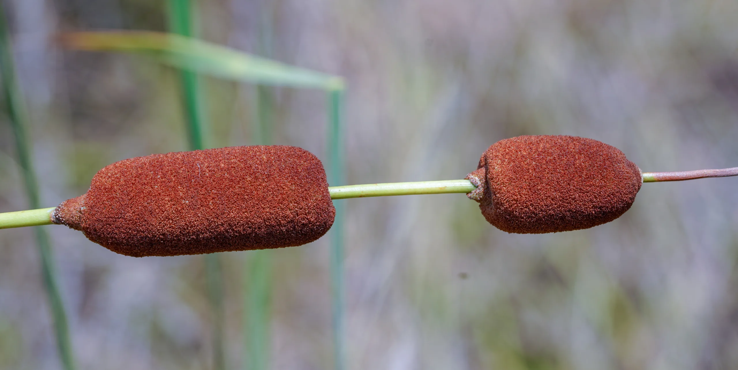 Typha laxmannii