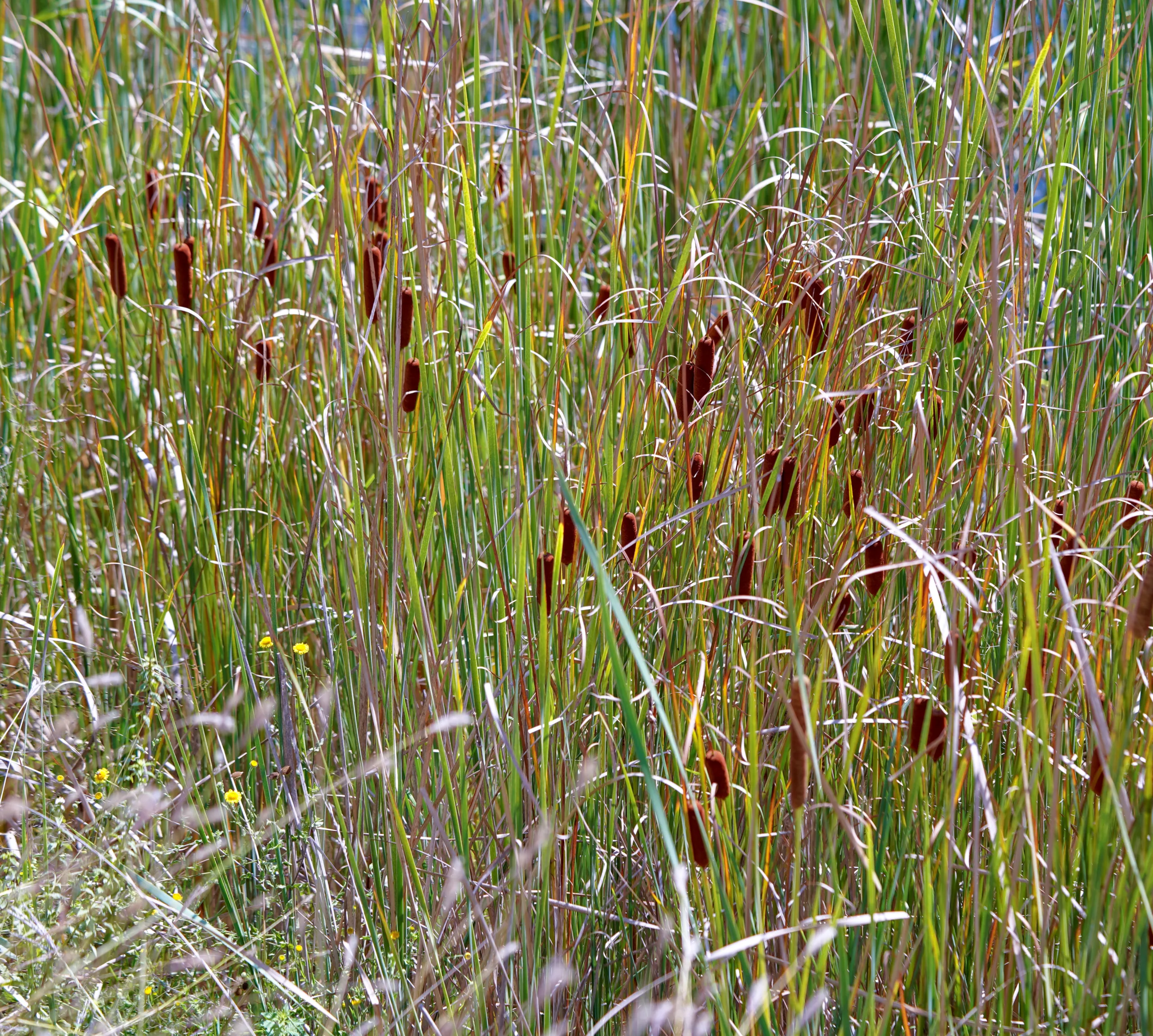 Typha laxmannii