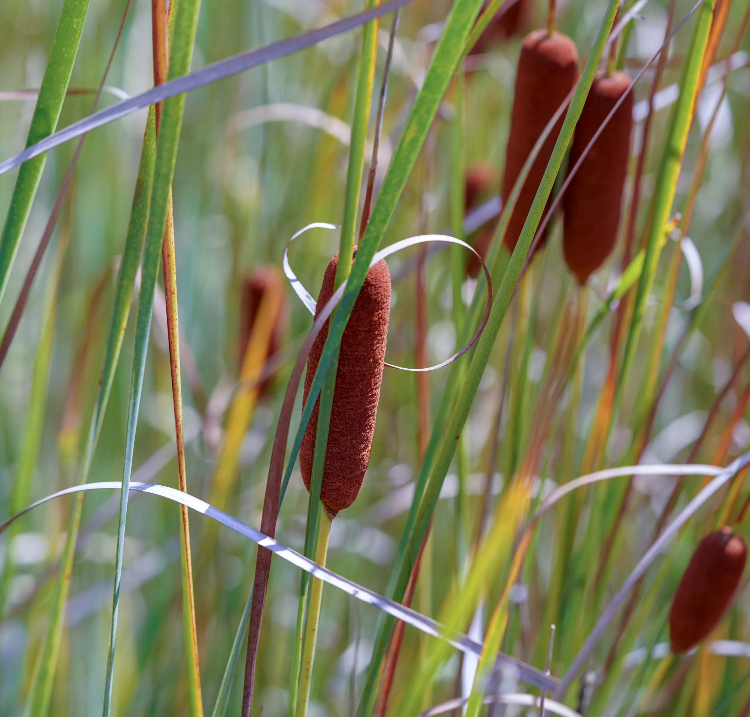 Typha laxmannii