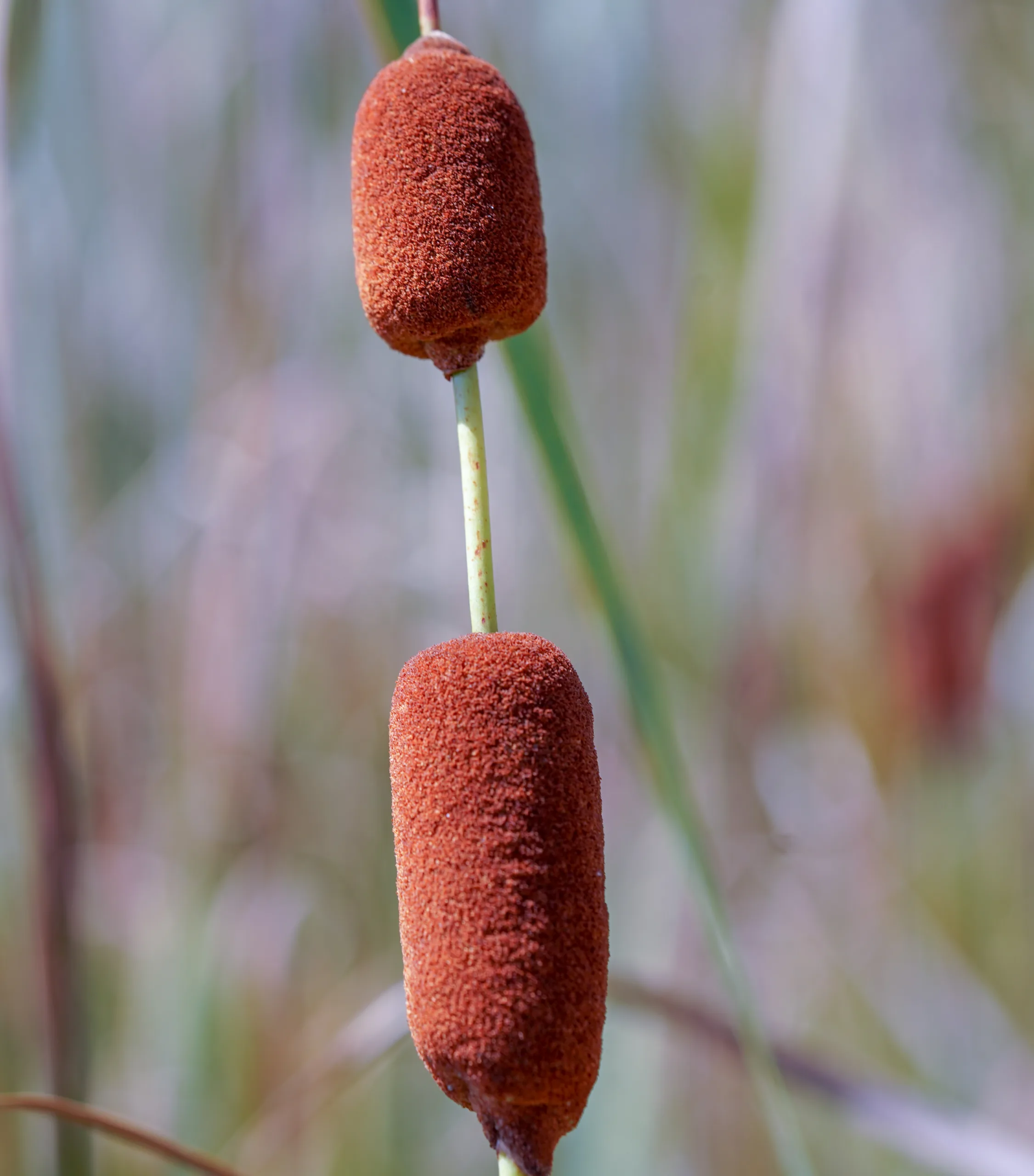 Typha laxmannii
