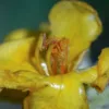 Verbascum macrurum