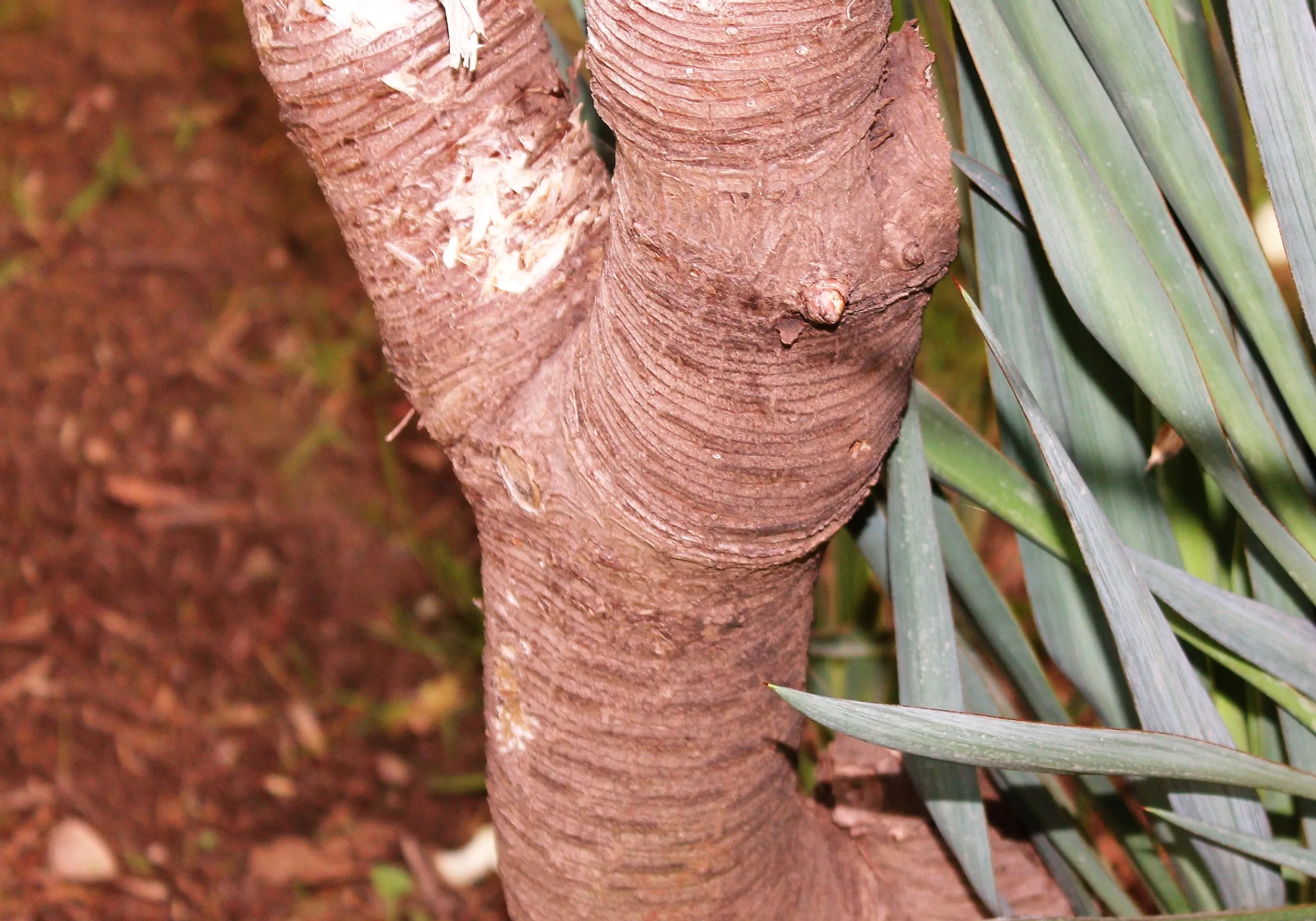 Yucca gloriosa var. tristis