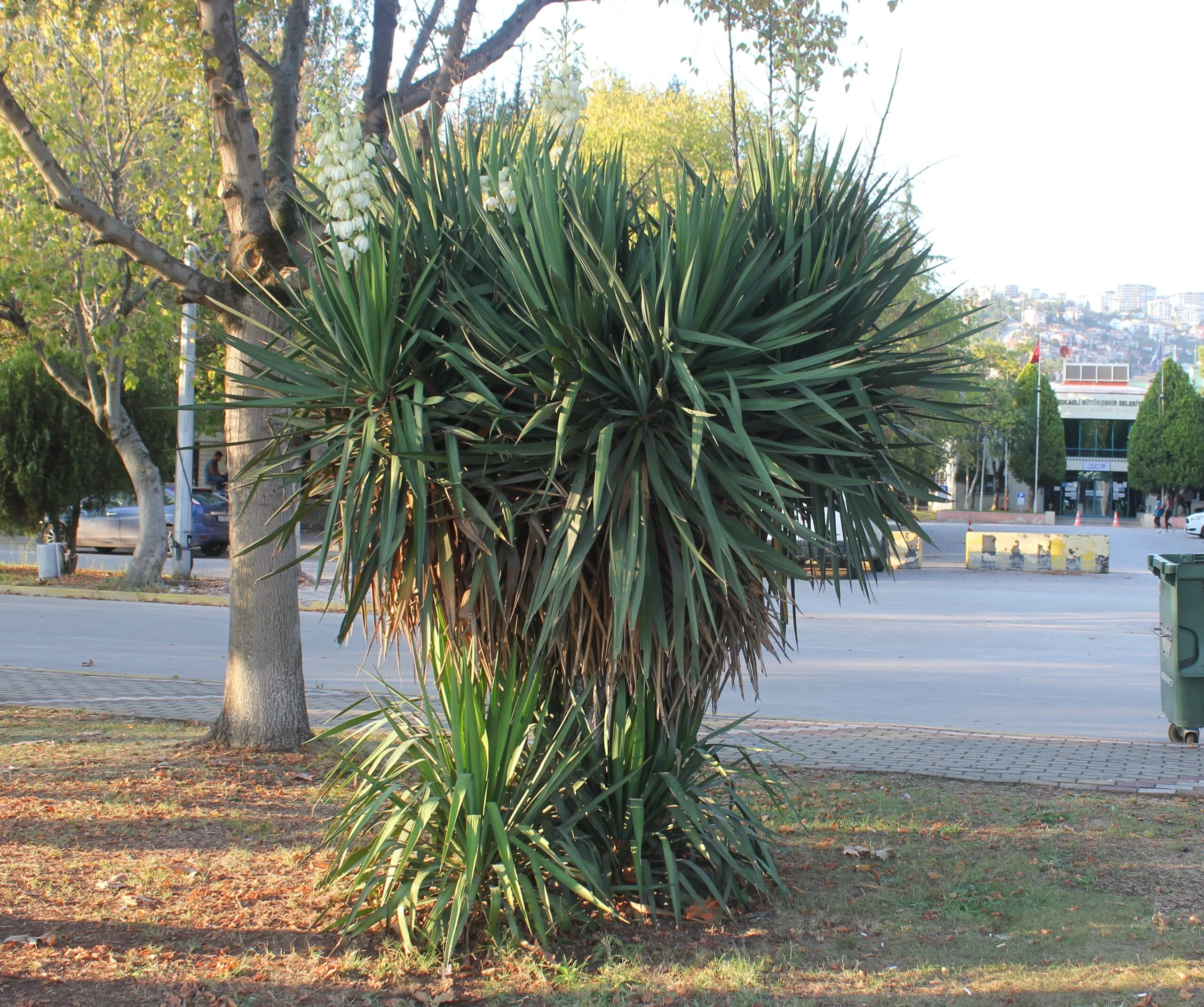 Yucca gloriosa var. tristis