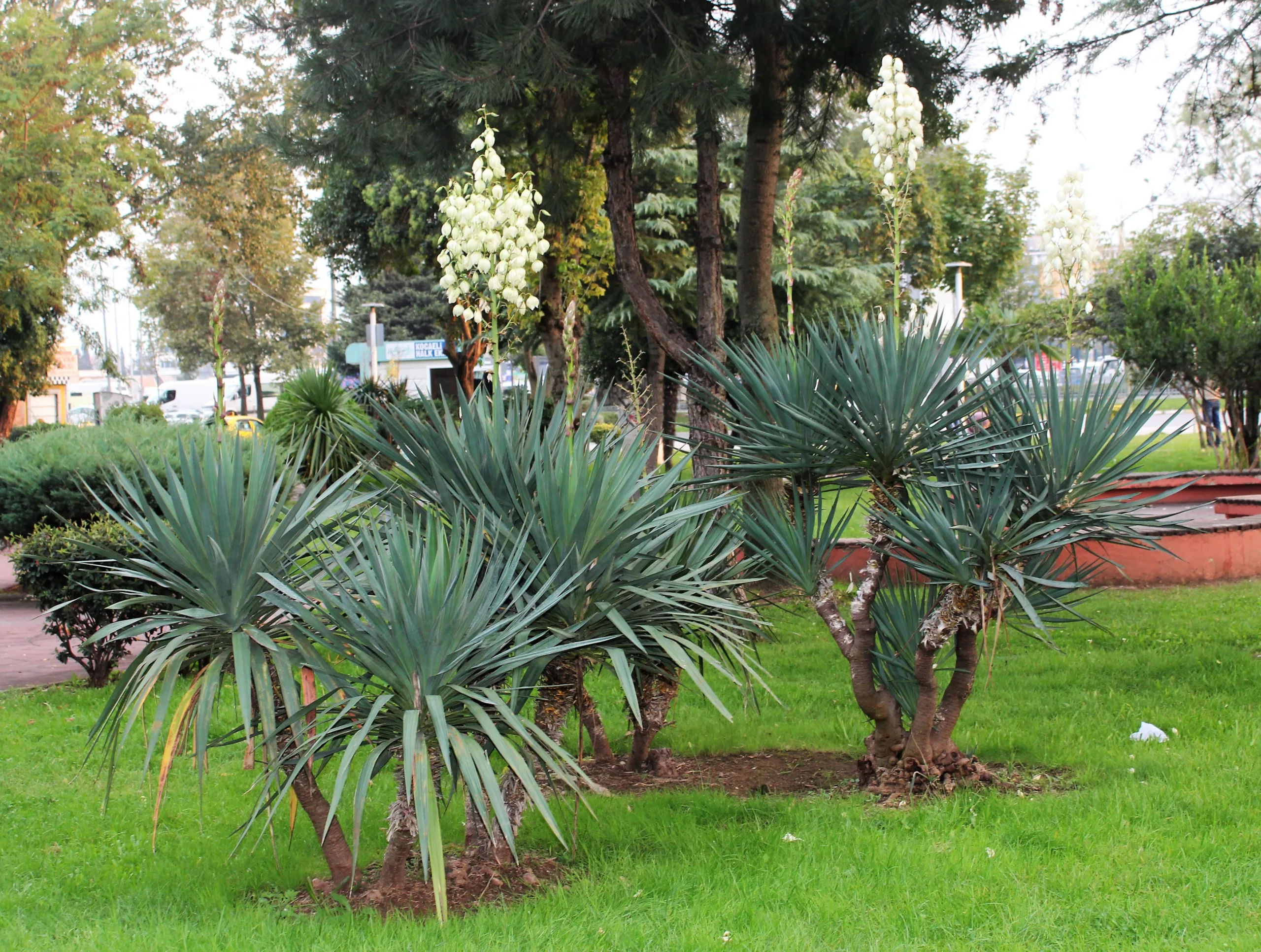 Yucca gloriosa var. tristis