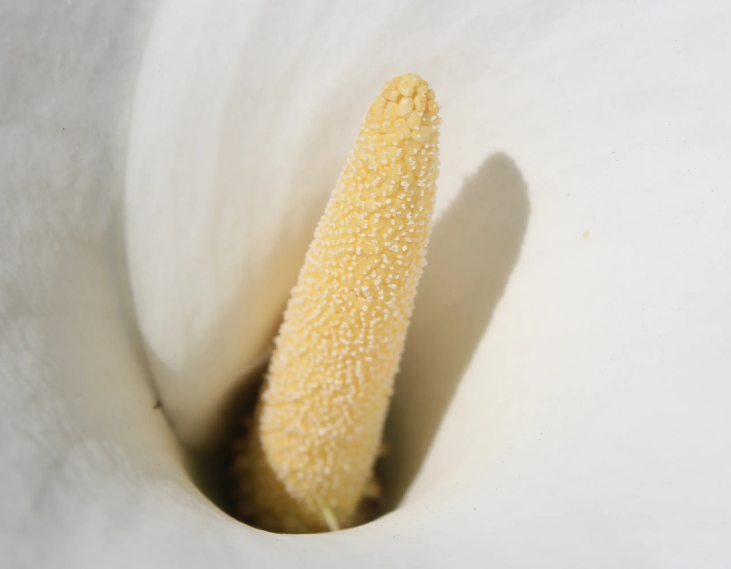 Zantedeschia aethiopica