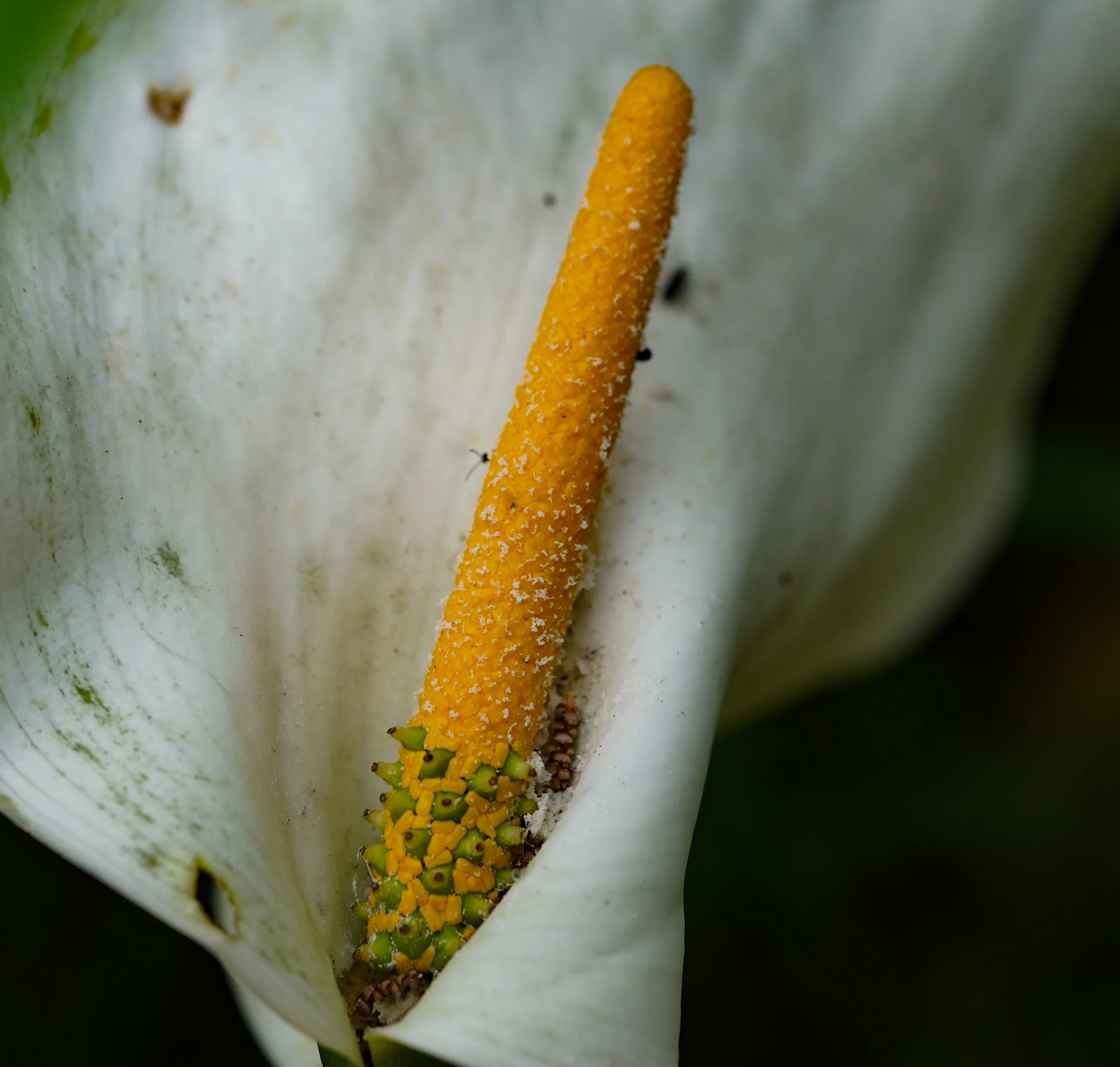 Zantedeschia aethiopica