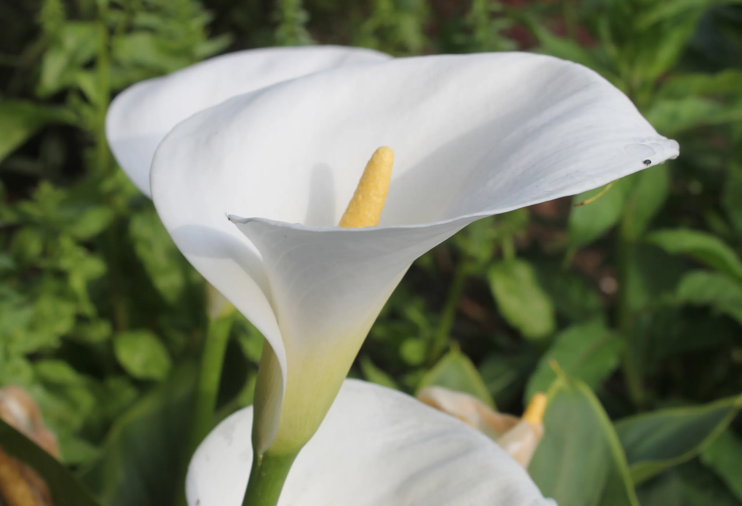 Zantedeschia aethiopica
