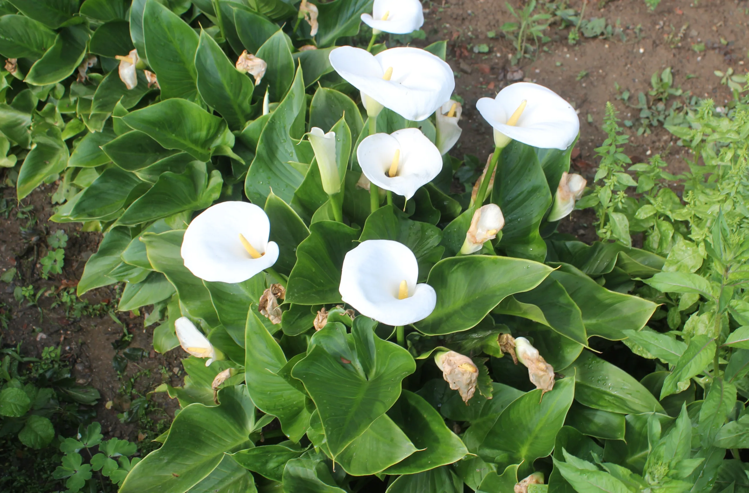 Zantedeschia aethiopica