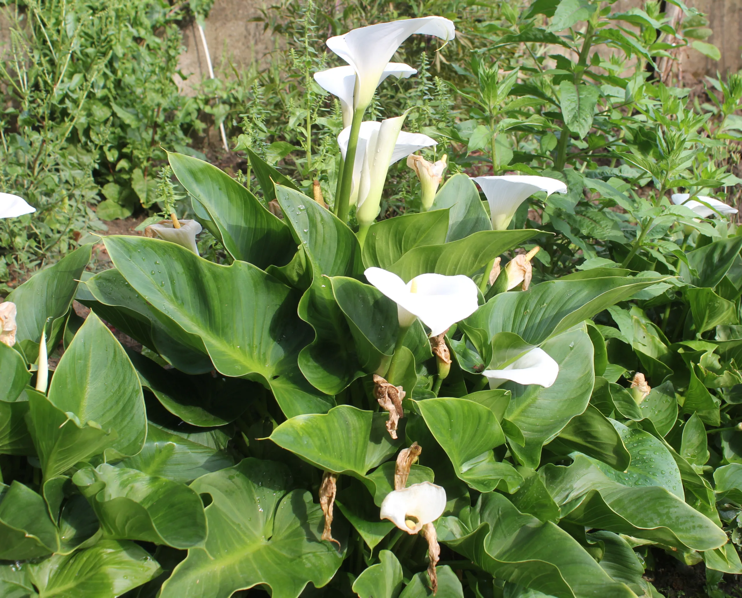 Zantedeschia aethiopica